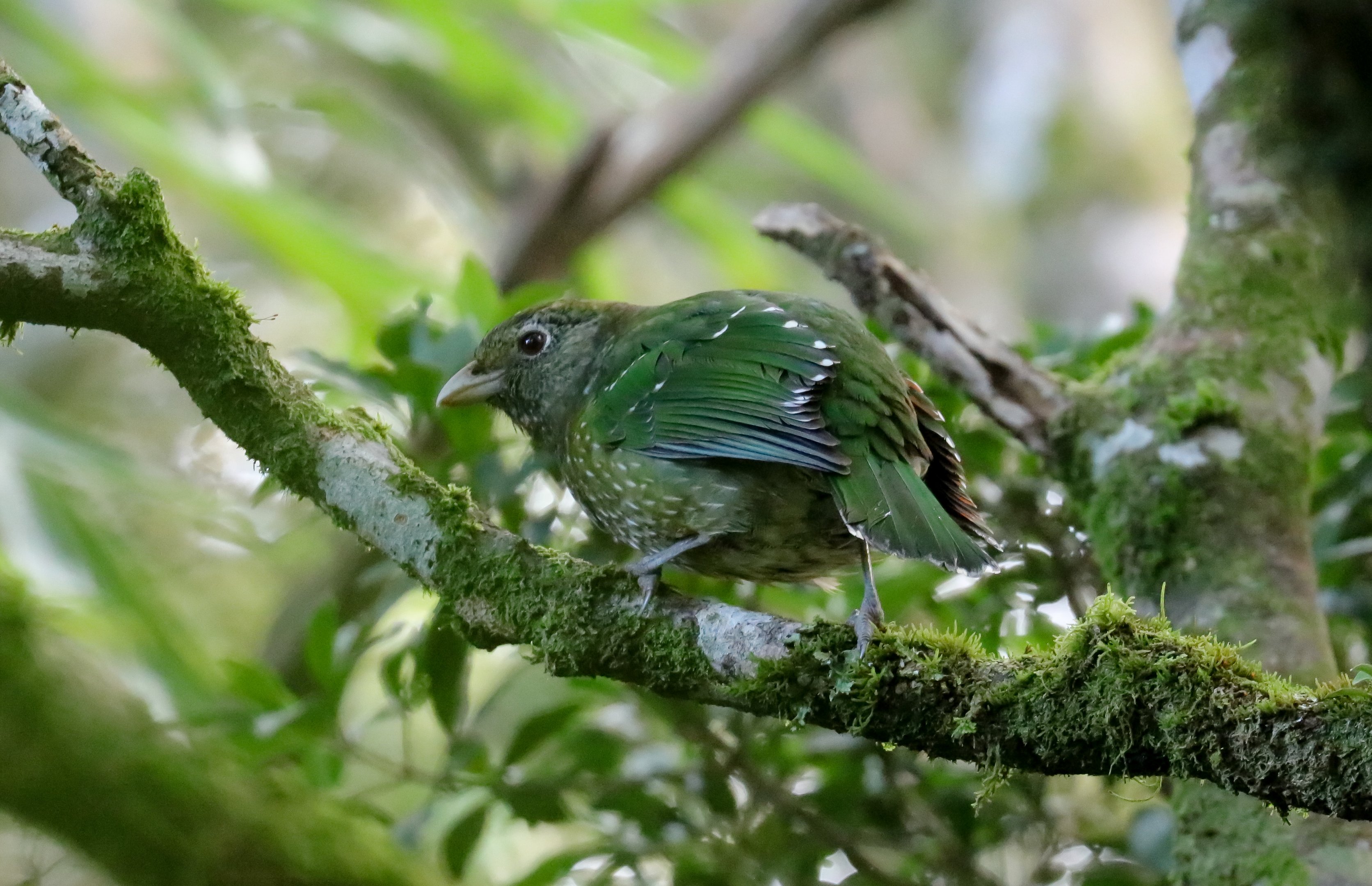 Green Catbird