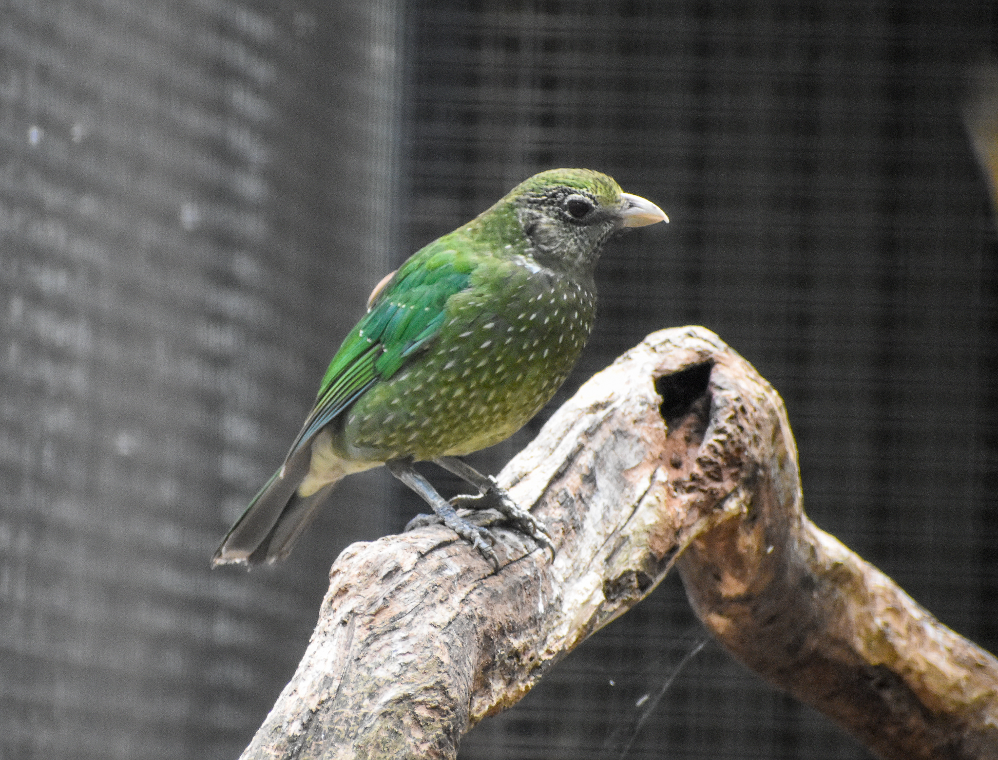 Green Catbird