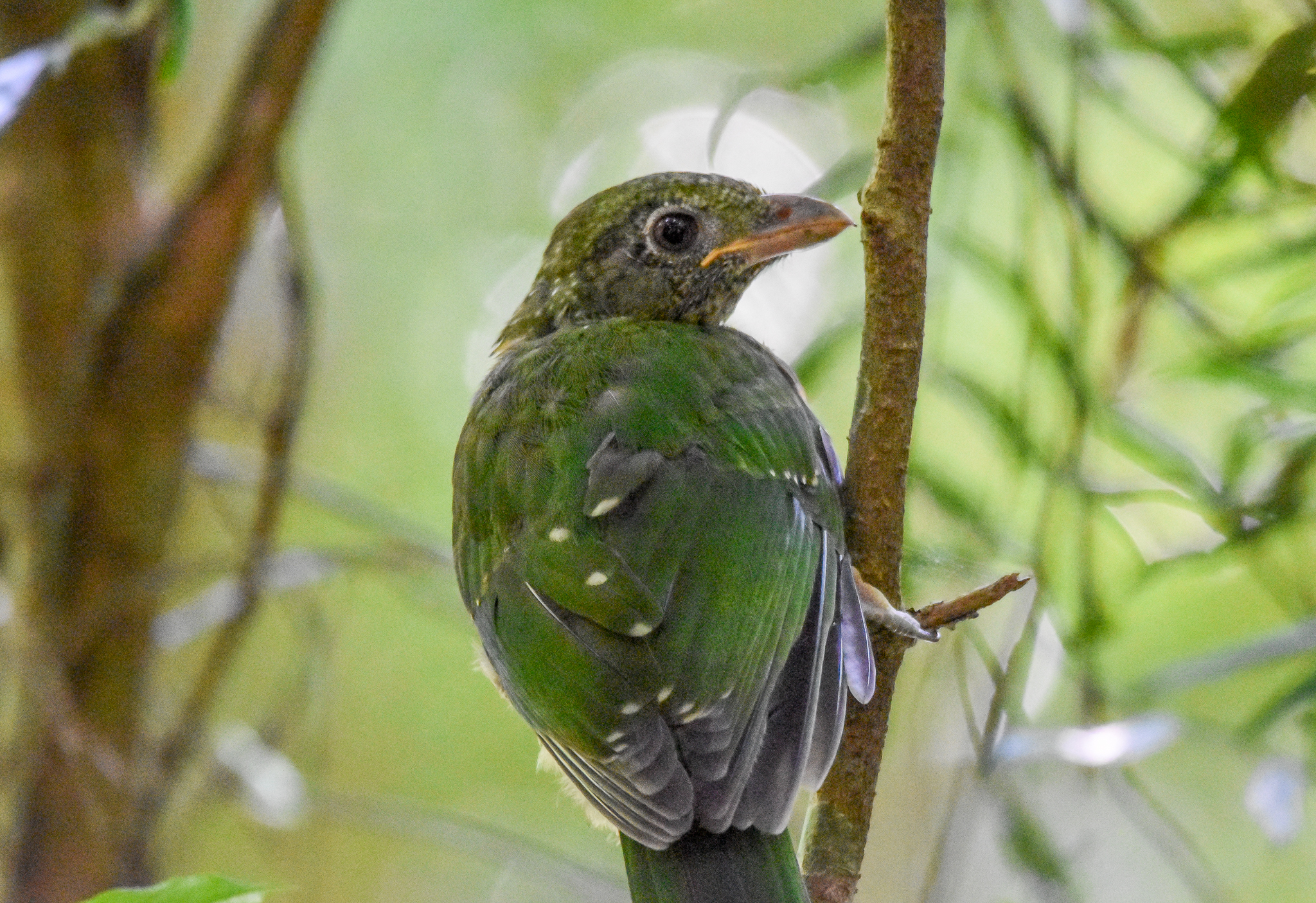 Green Catbird