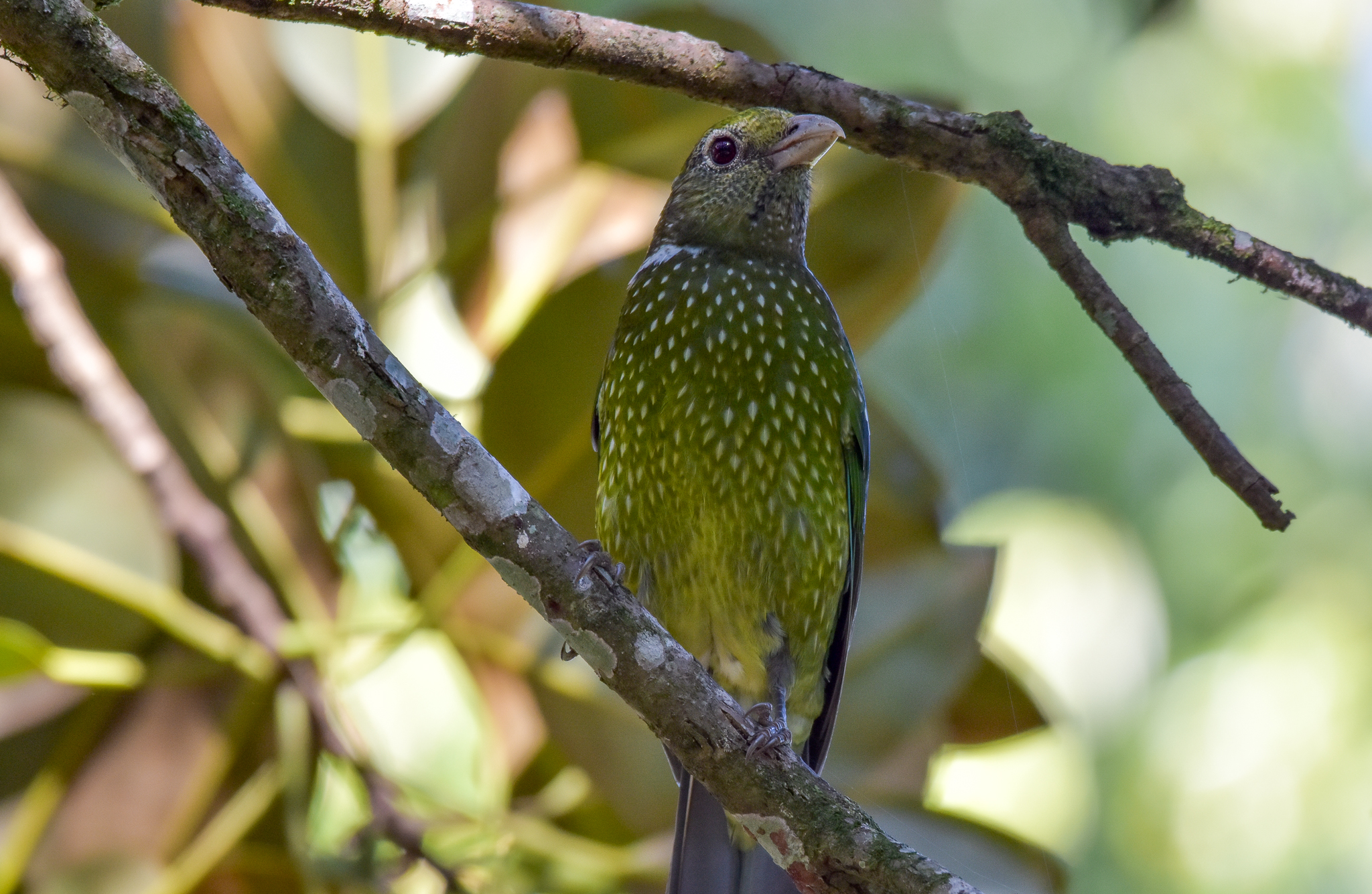 Green Catbird