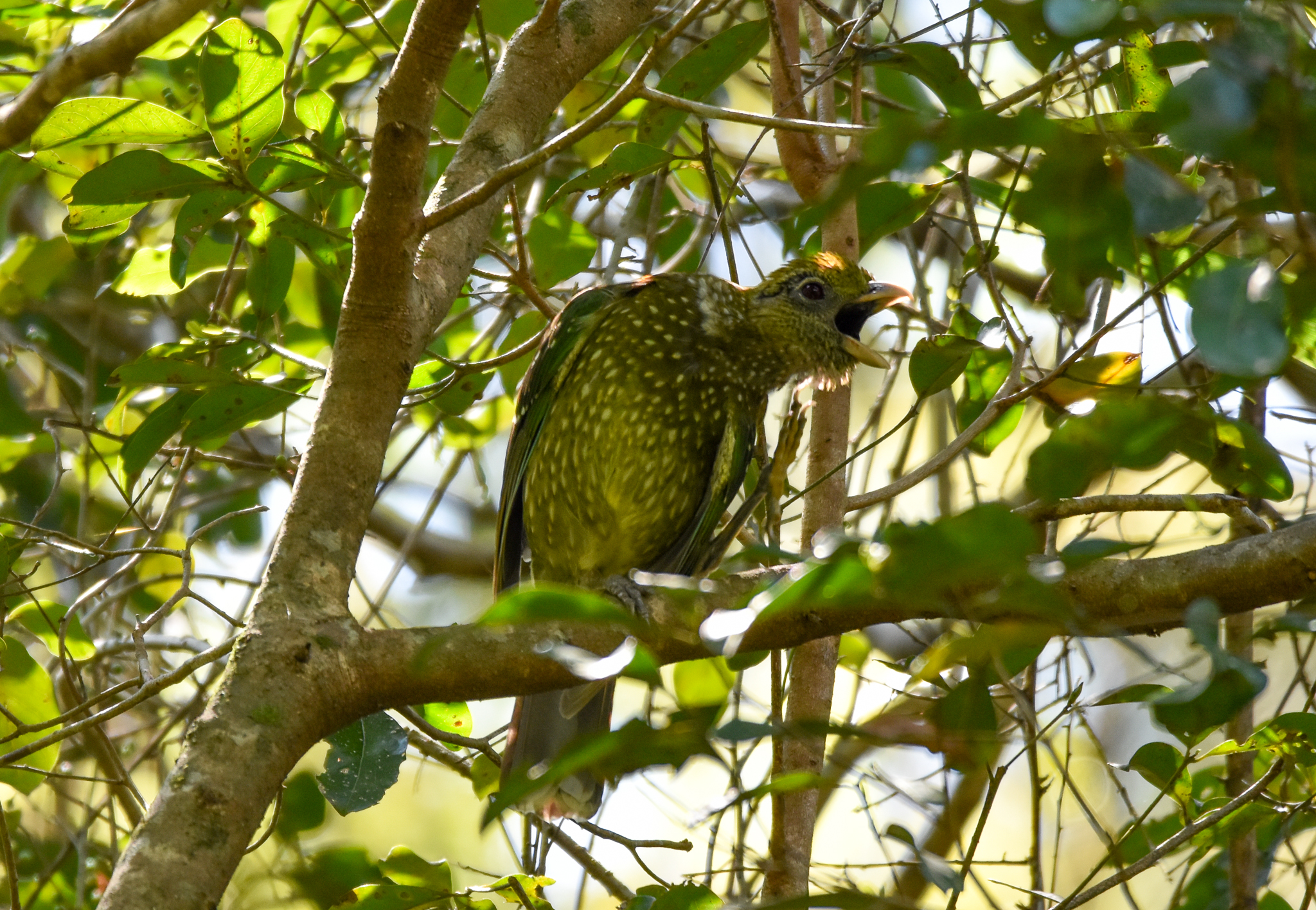 Green Catbird