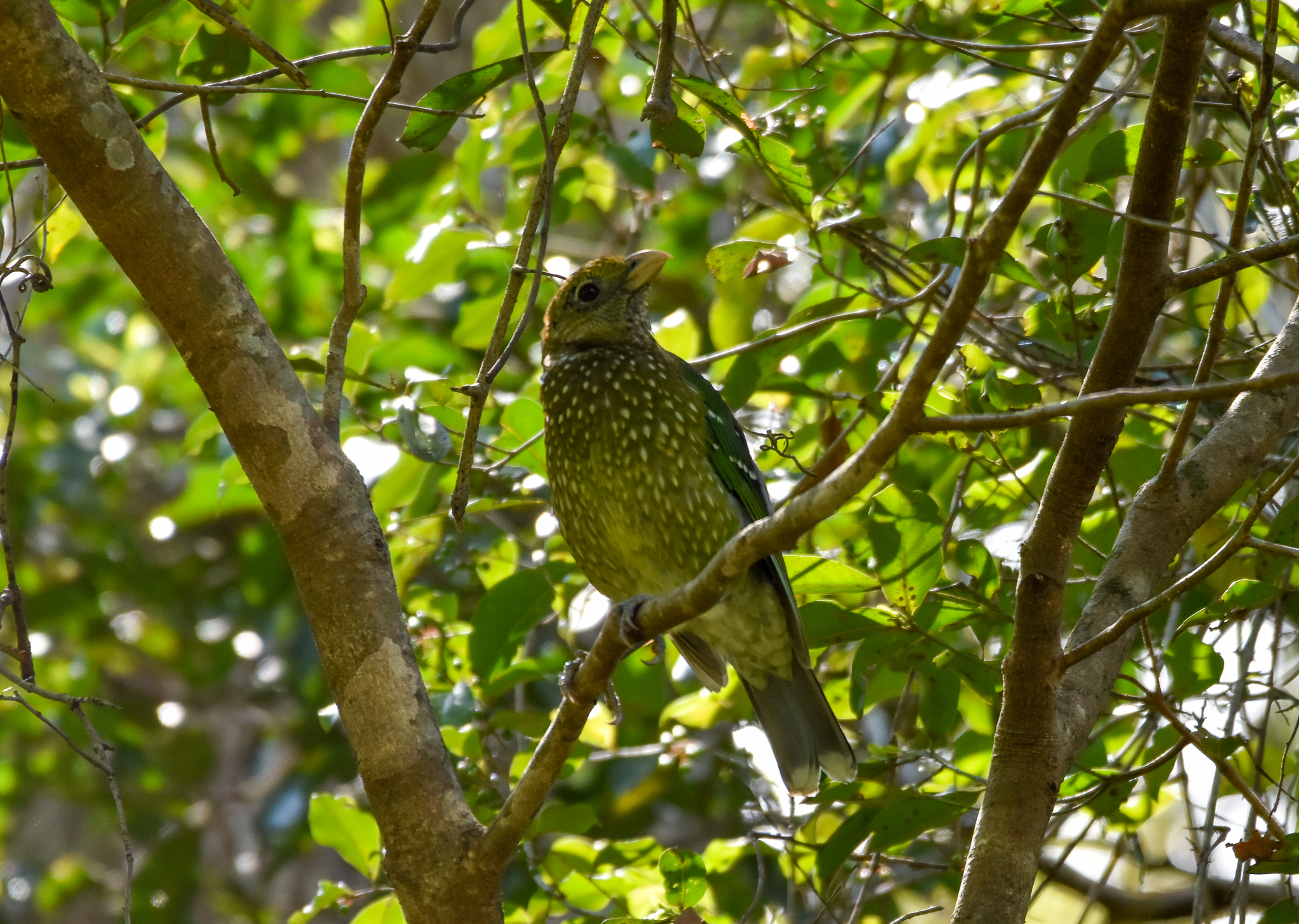 Green Catbird