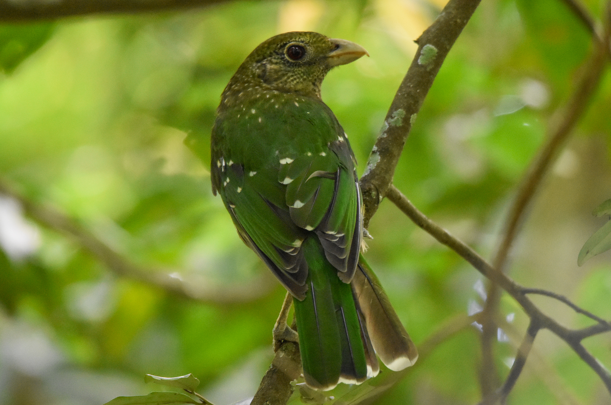 Green Catbird