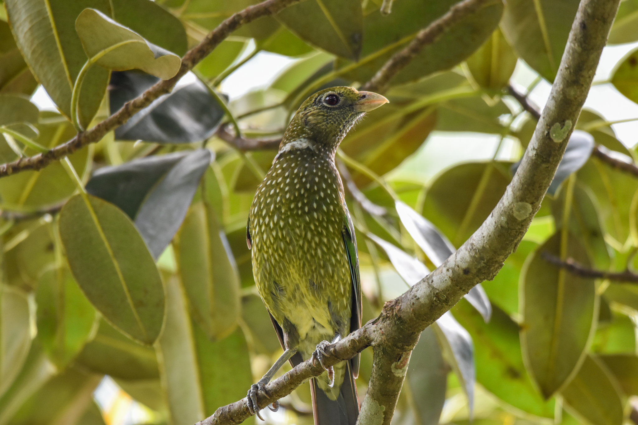 Green Catbird