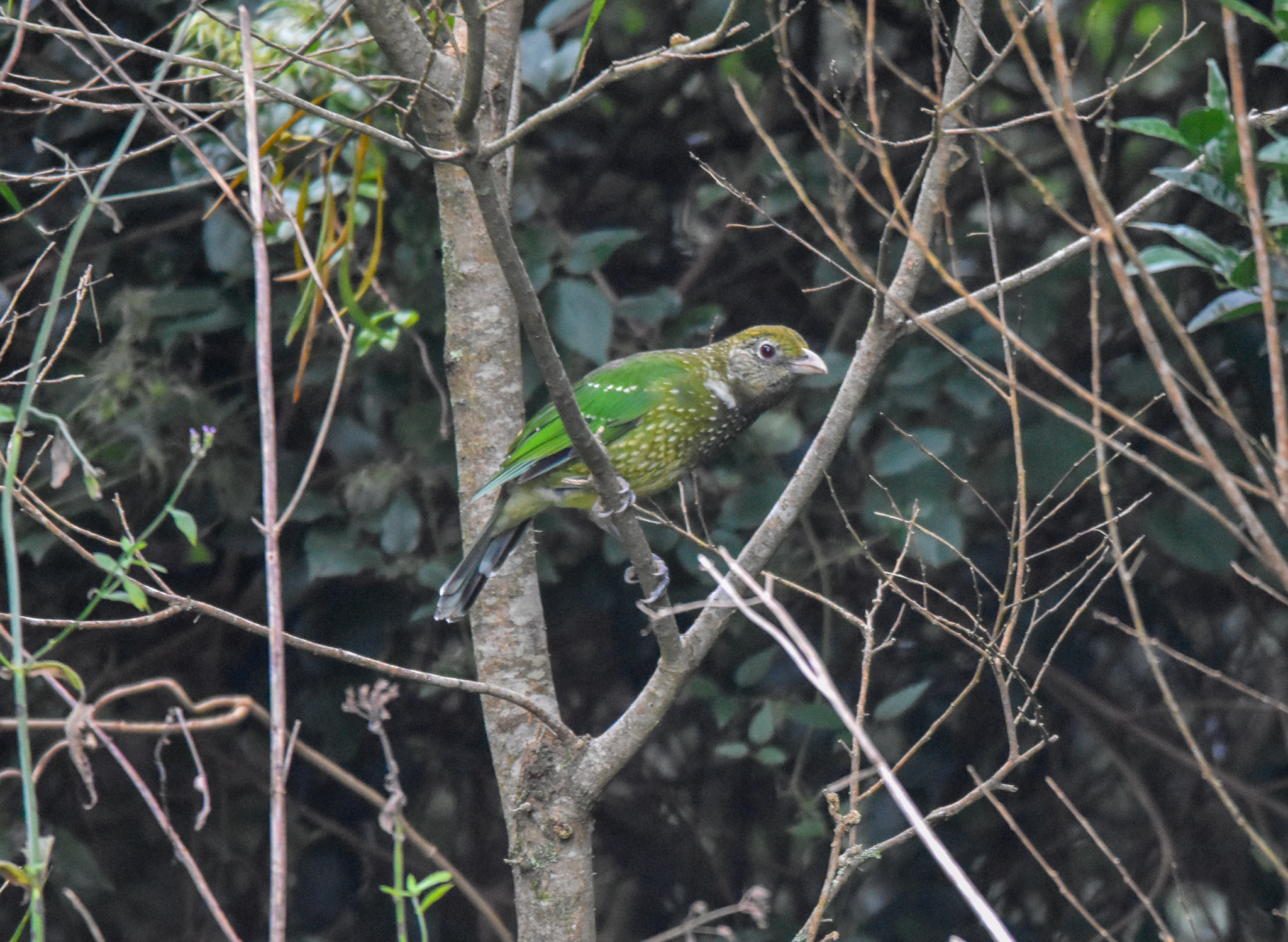 Green Catbird