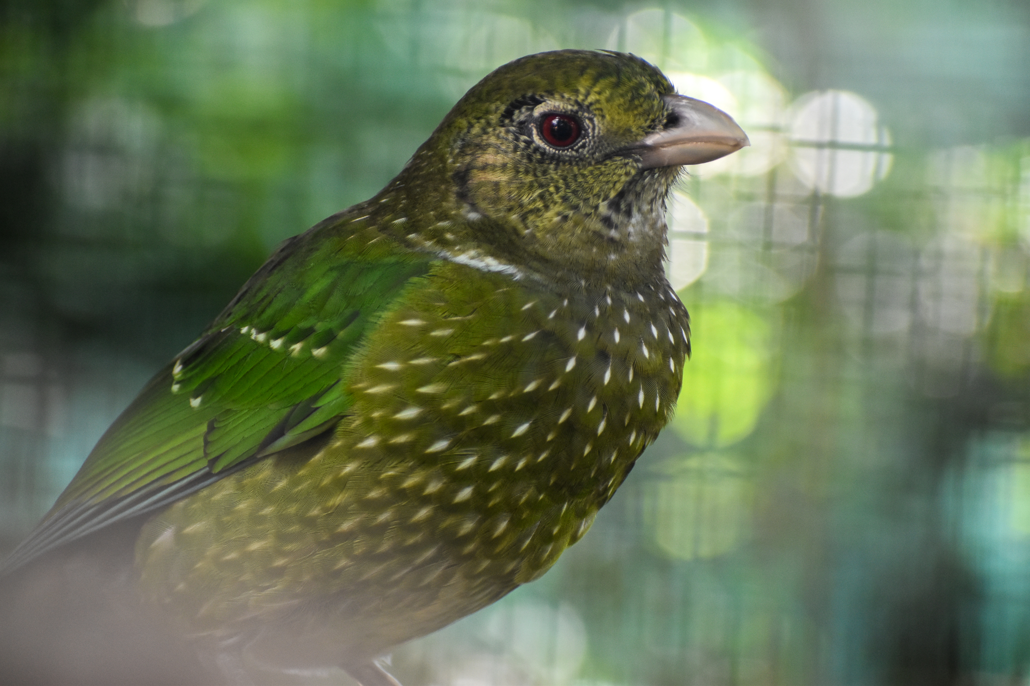 Green Catbird