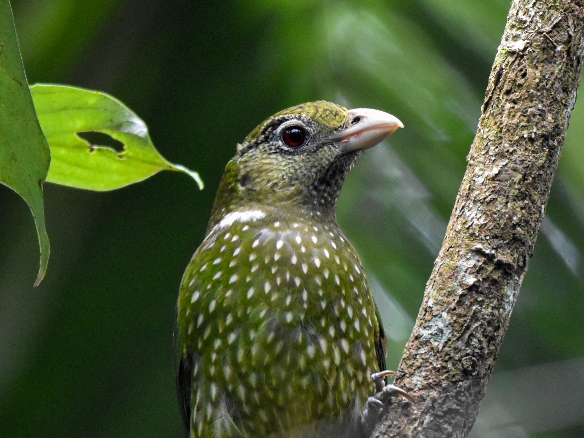 Green Catbird