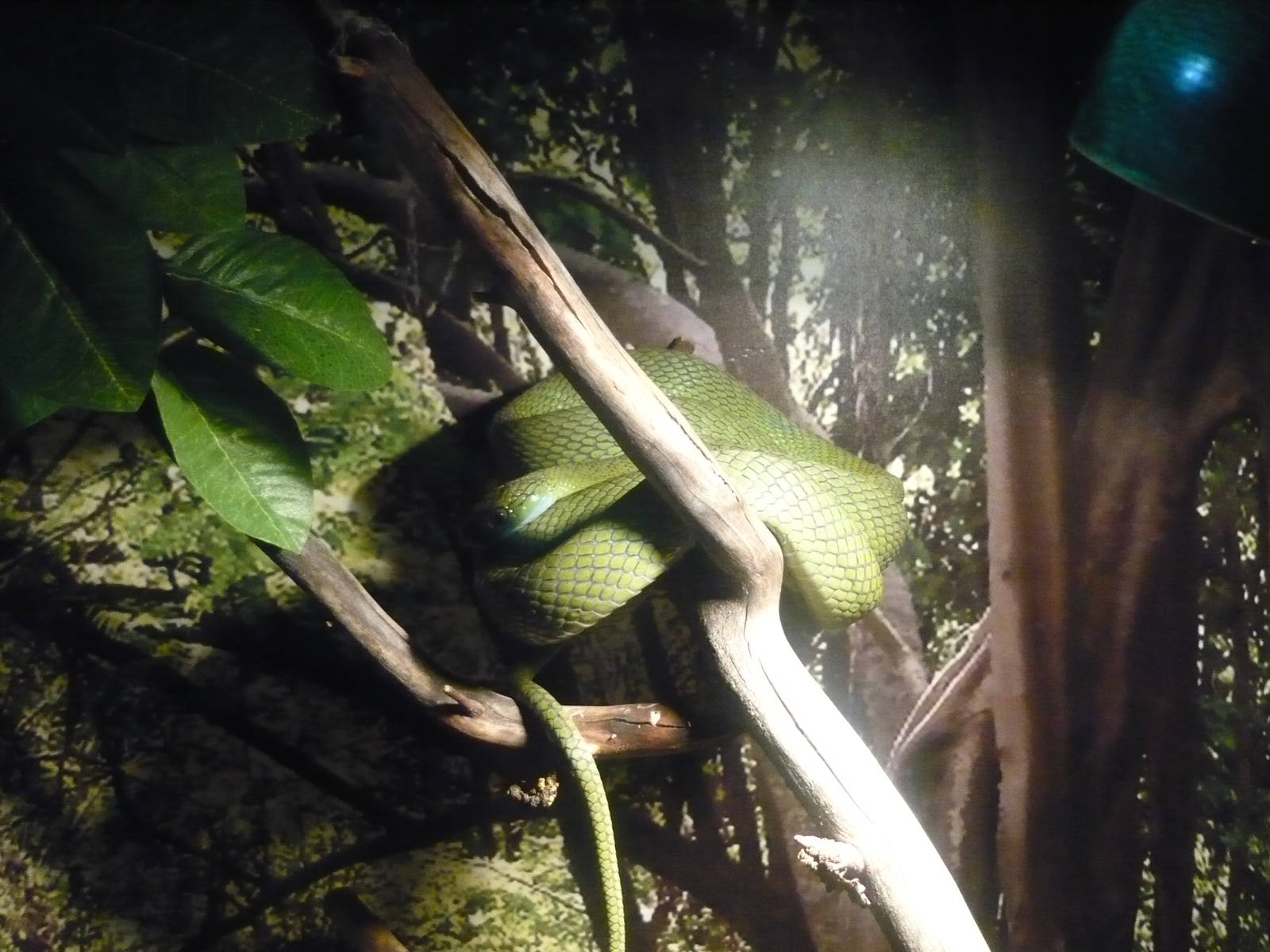 Green catsnake (Boiga cyanea)