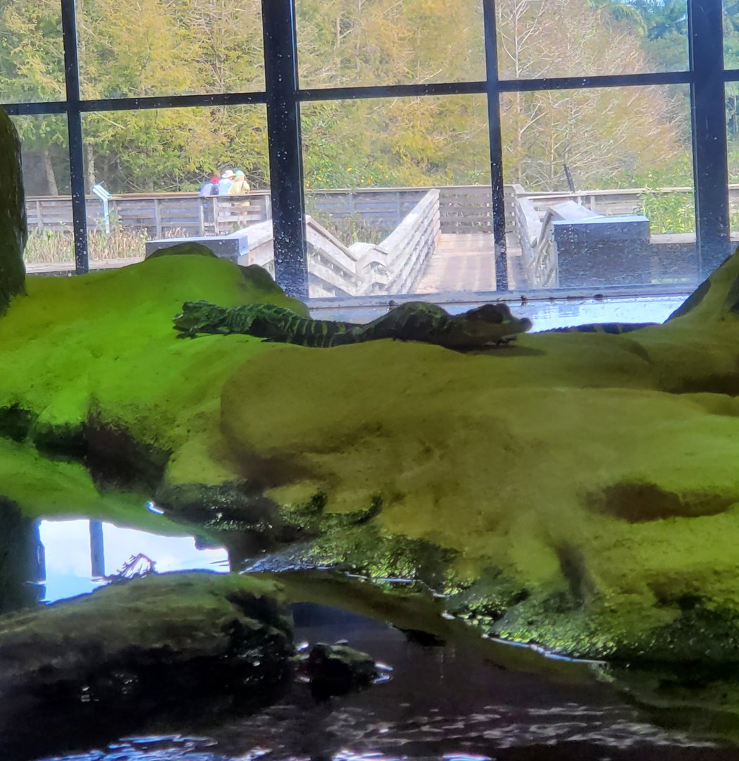 Green Cay Nature Center (2022) - American Alligator juveniles