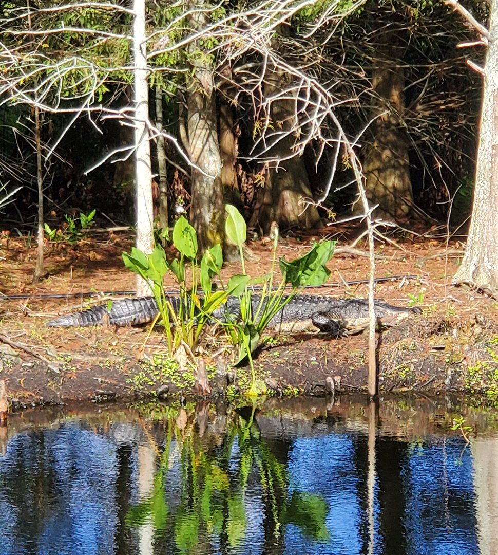 Green Cay Nature Center (2022) - American Alligator (wild)