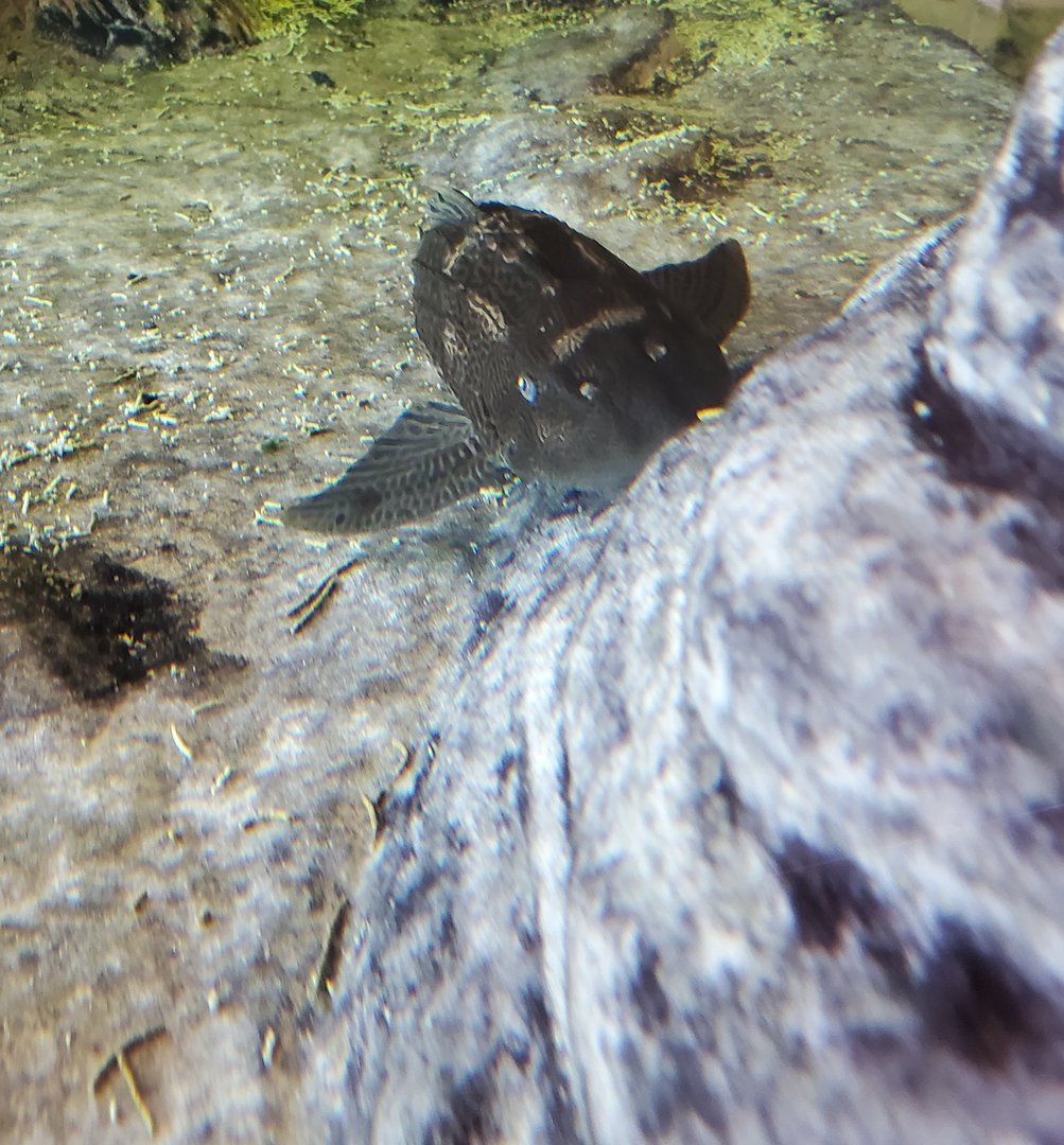 Green Cay Nature Center (2022) - Common Pleco