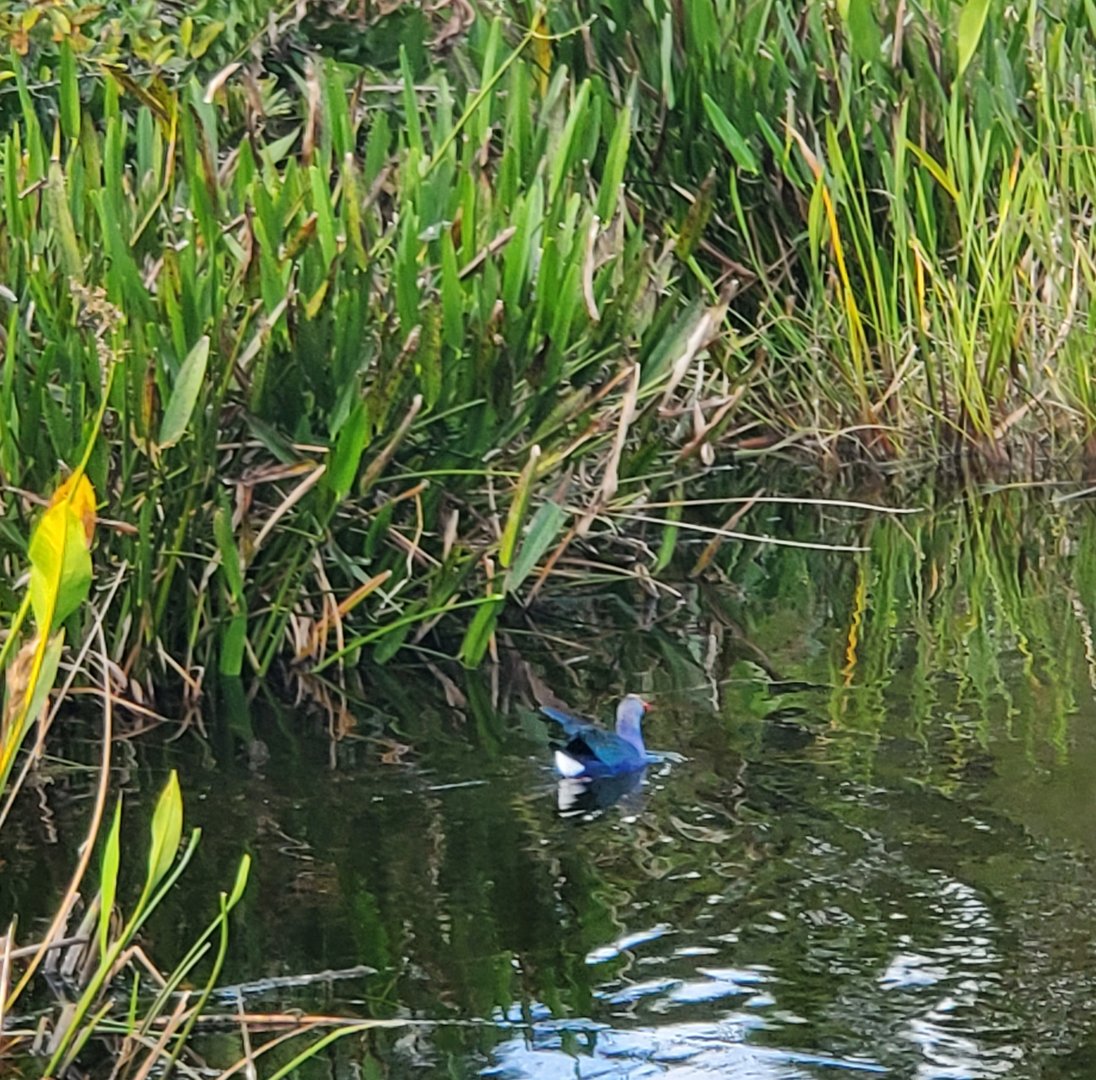Green Cay Nature Center (2022) - Gray-headed Swamphen (wild)
