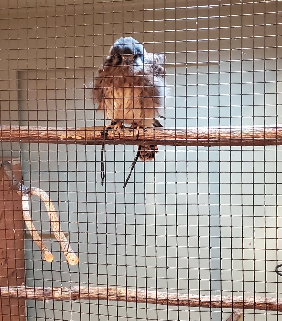 Green Cay Nature Center (2022) - Kilee the American Kestrel