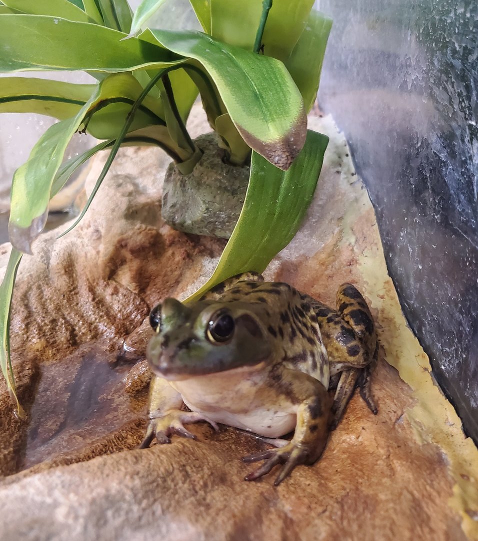 Green Cay Nature Center (2022) - Pig Frog