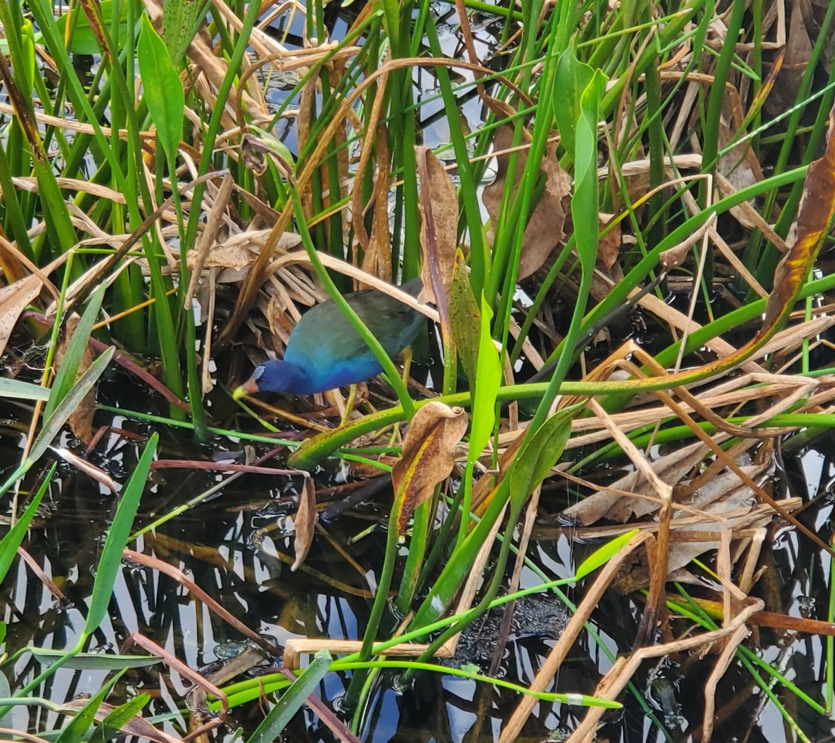 Green Cay Nature Center (2022) - Purple Gallinule (wild)