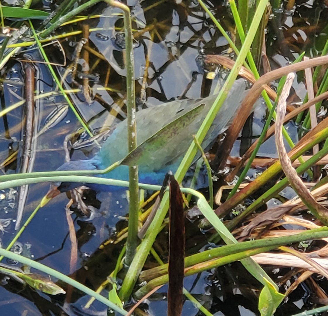 Green Cay Nature Center (2022) - Purple Gallinule (wild)