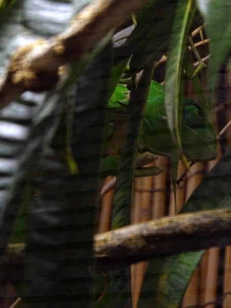 Green chameleon (Furcifer viridis)