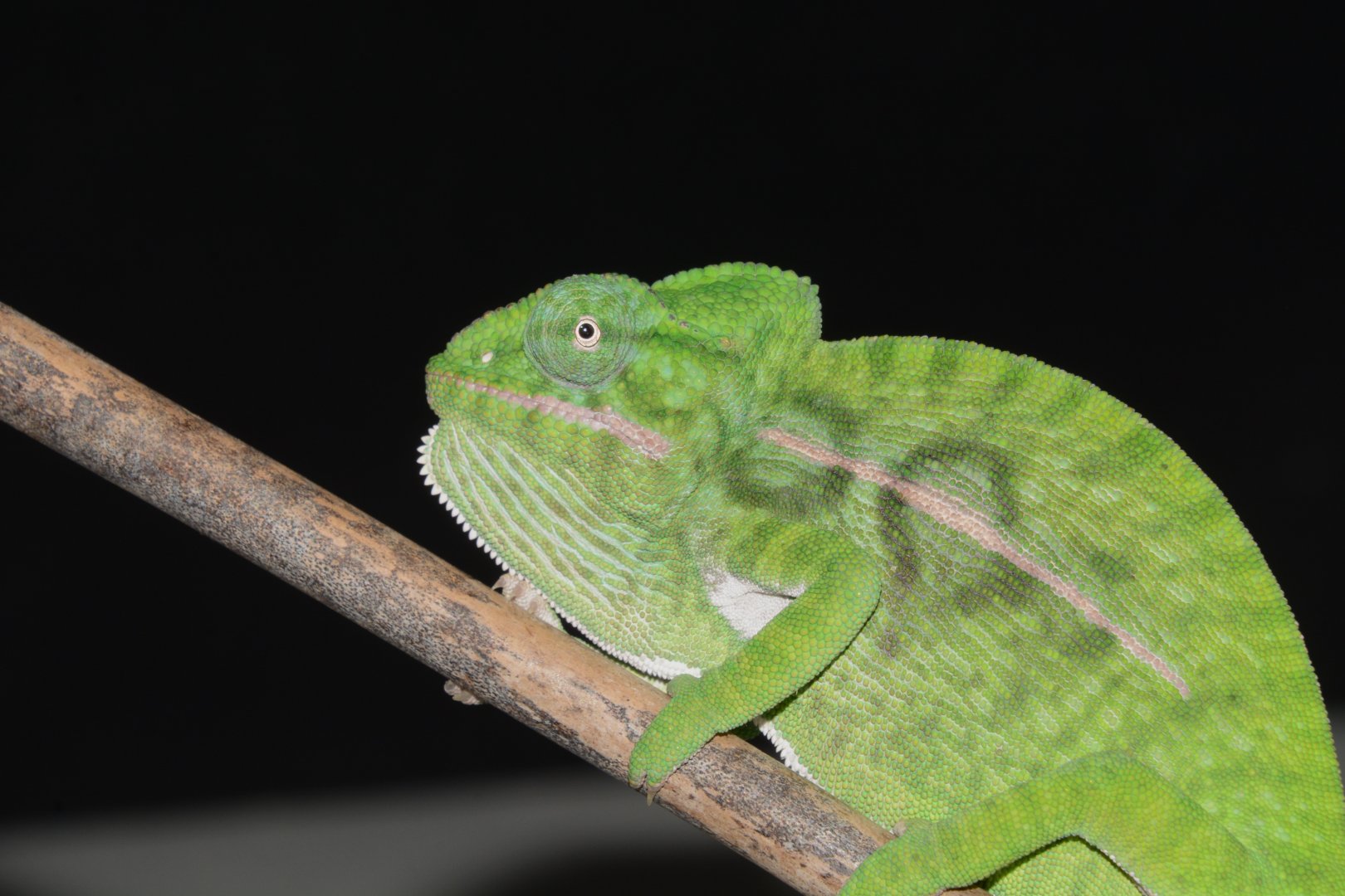 Green chameleon (Furcifer viridis)