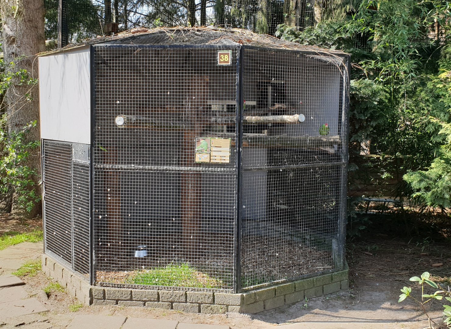 Green-cheeked amazon aviary