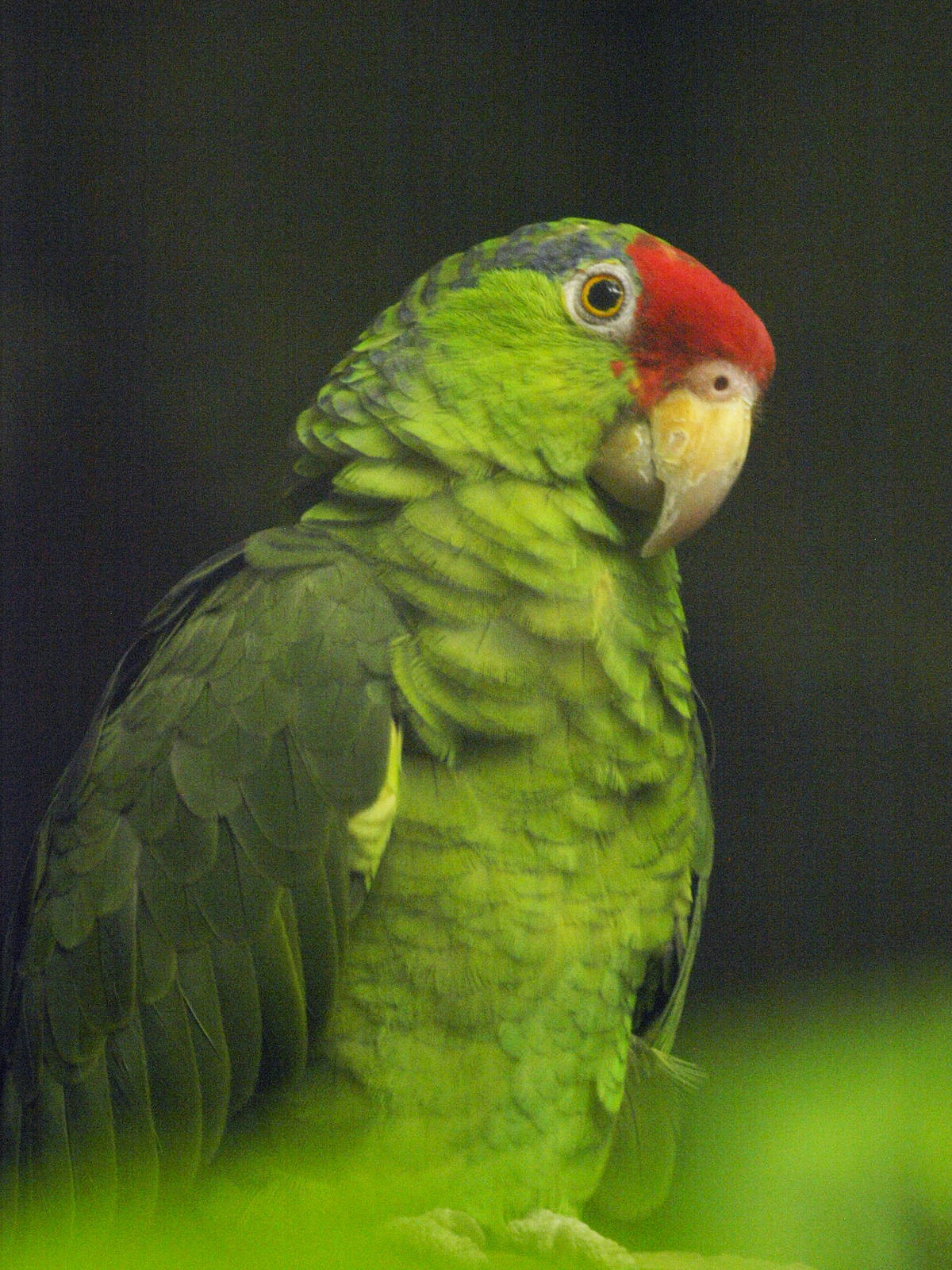 Green-cheeked Amazon