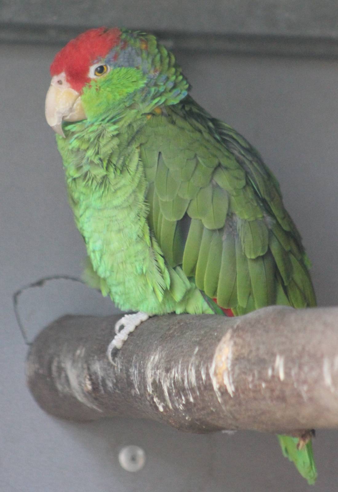 Green-cheeked amazon