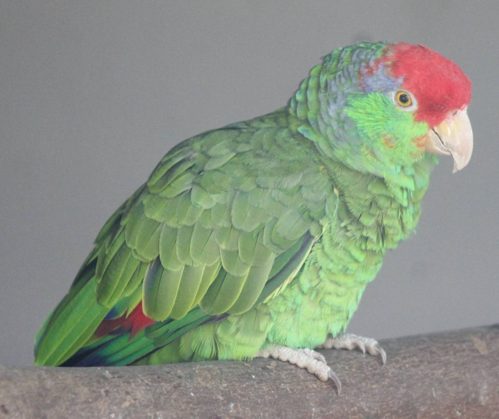 Green-cheeked amazon