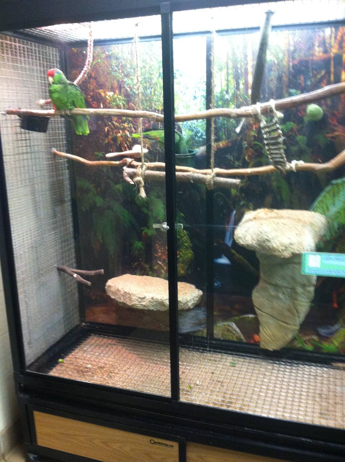 Green-cheeked Amazon