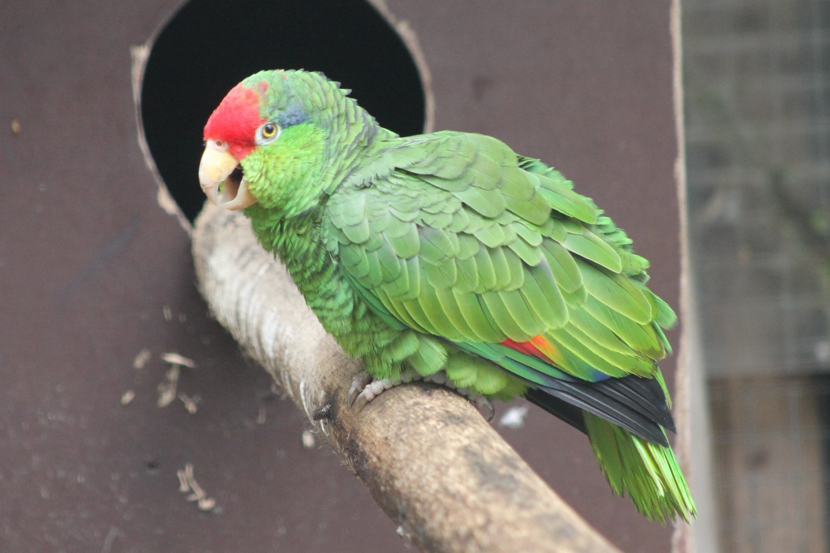 Green-cheeked amazon