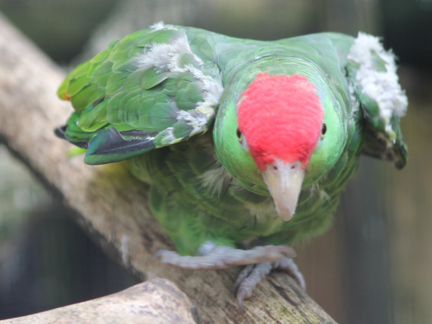 Green-cheeked amazon