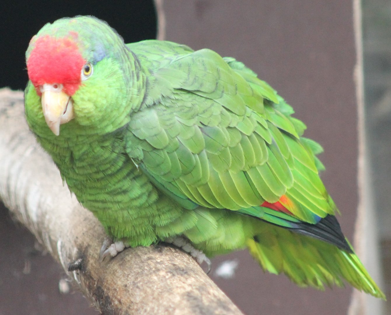 Green-cheeked amazon