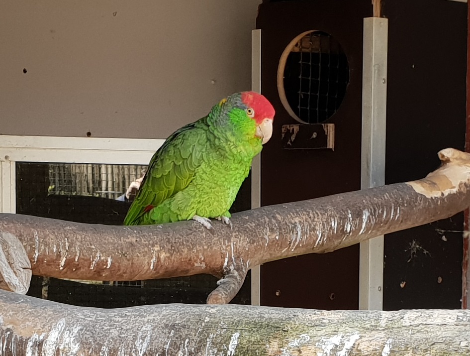 Green-cheeked amazon