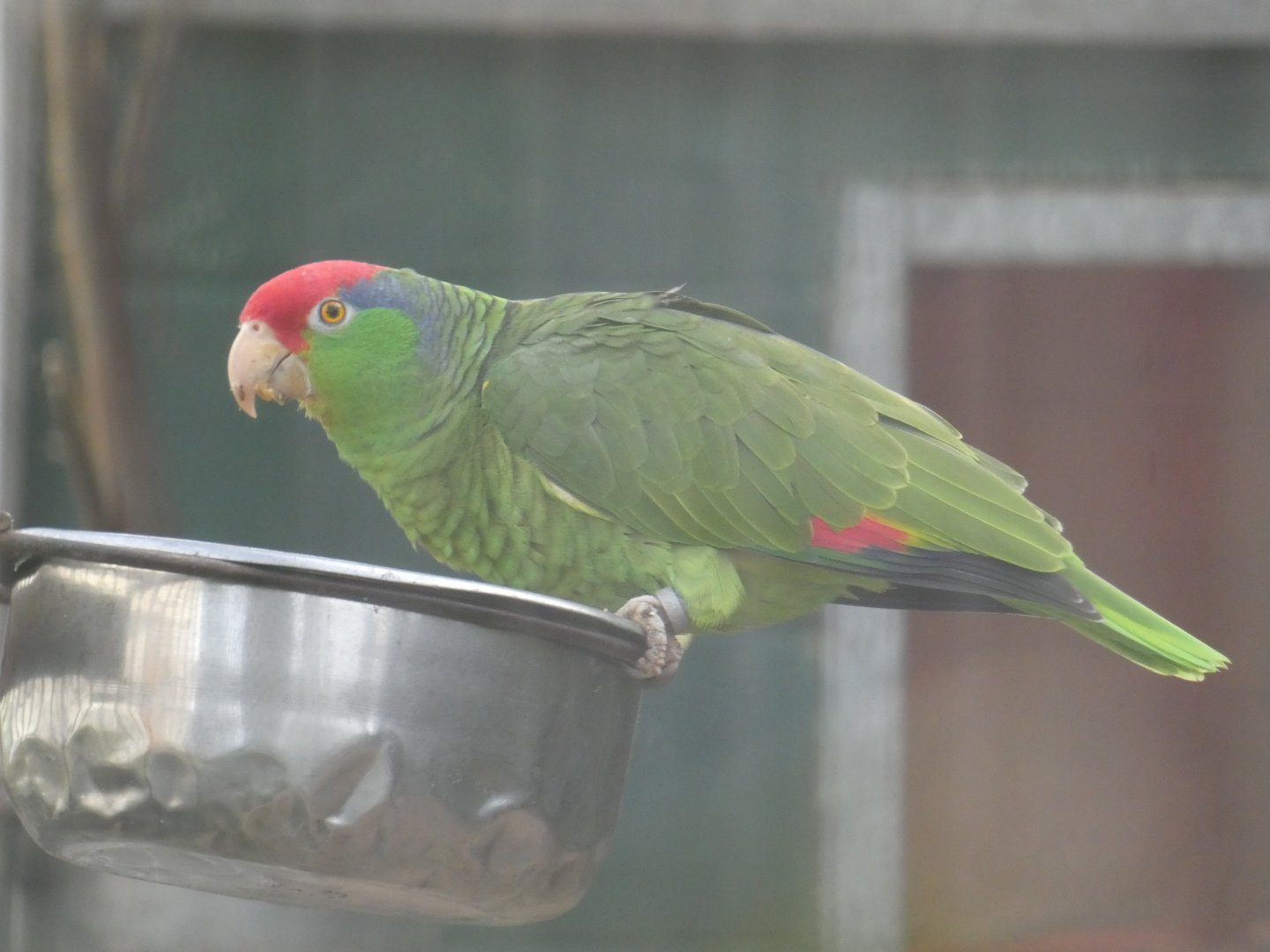 Green-cheeked amazon