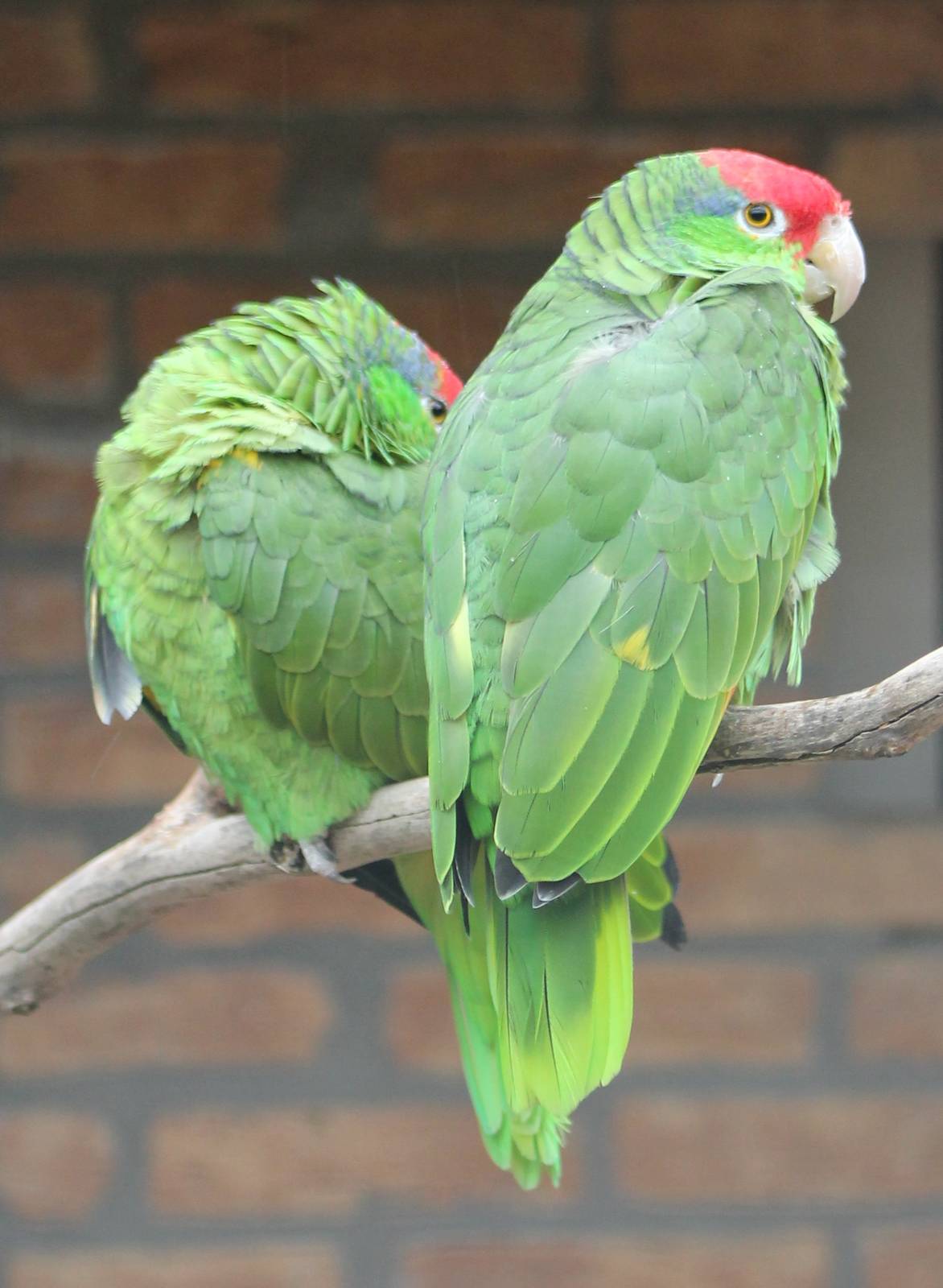 Green-cheeked amazones