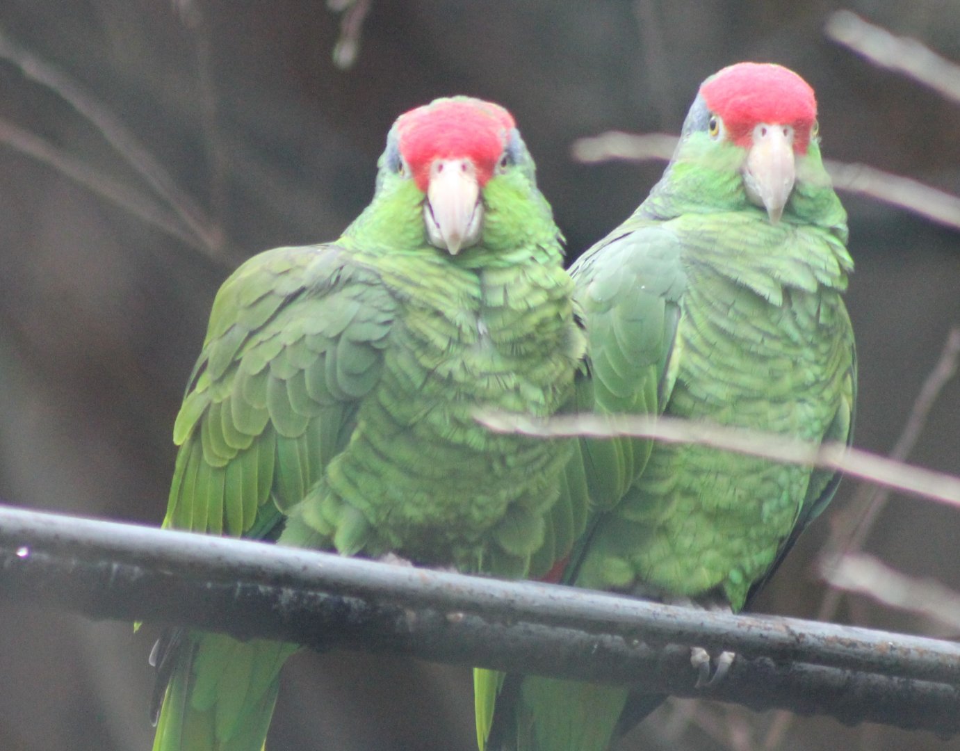 Green-cheeked amazons