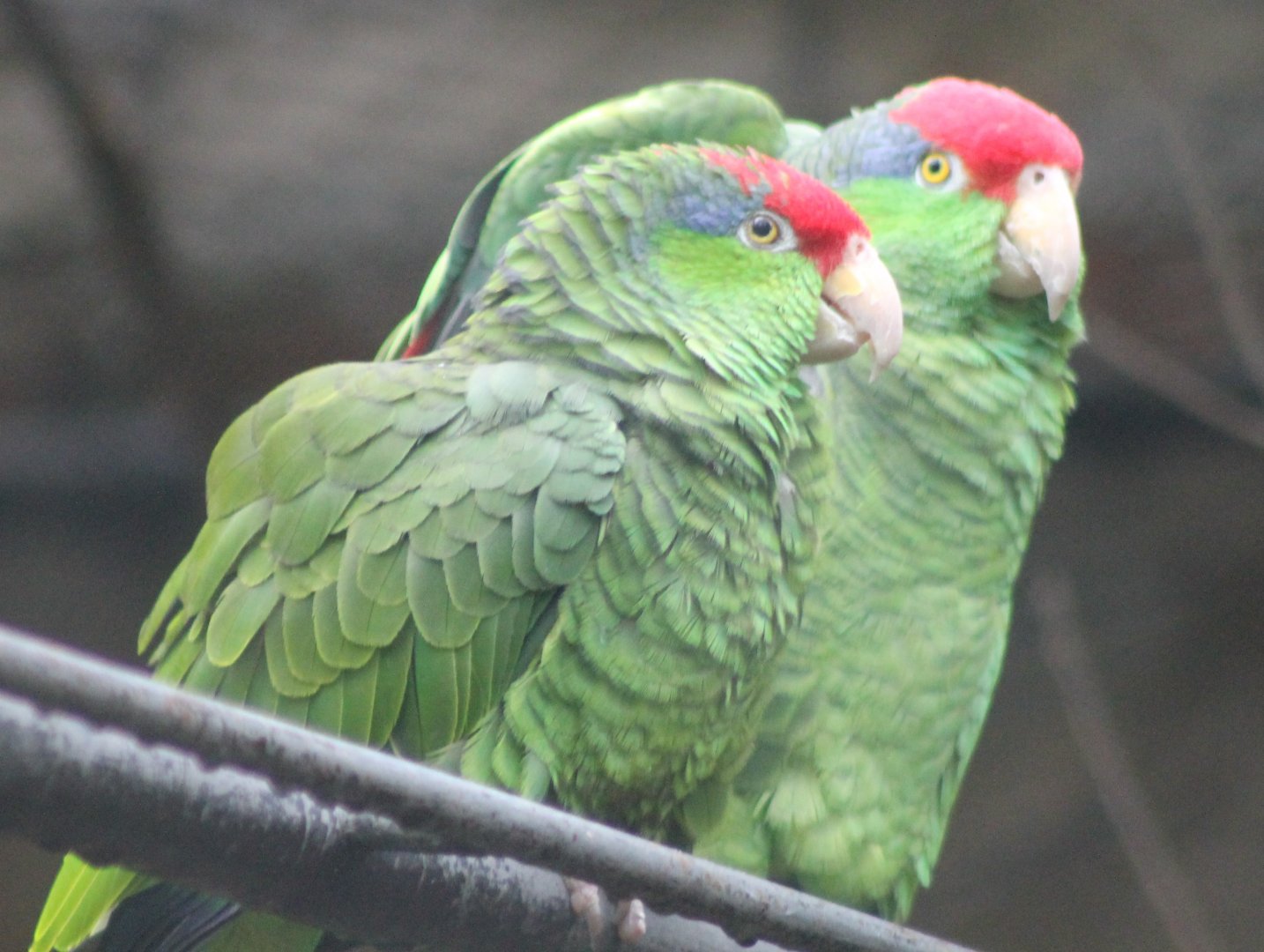 Green-cheeked amazons