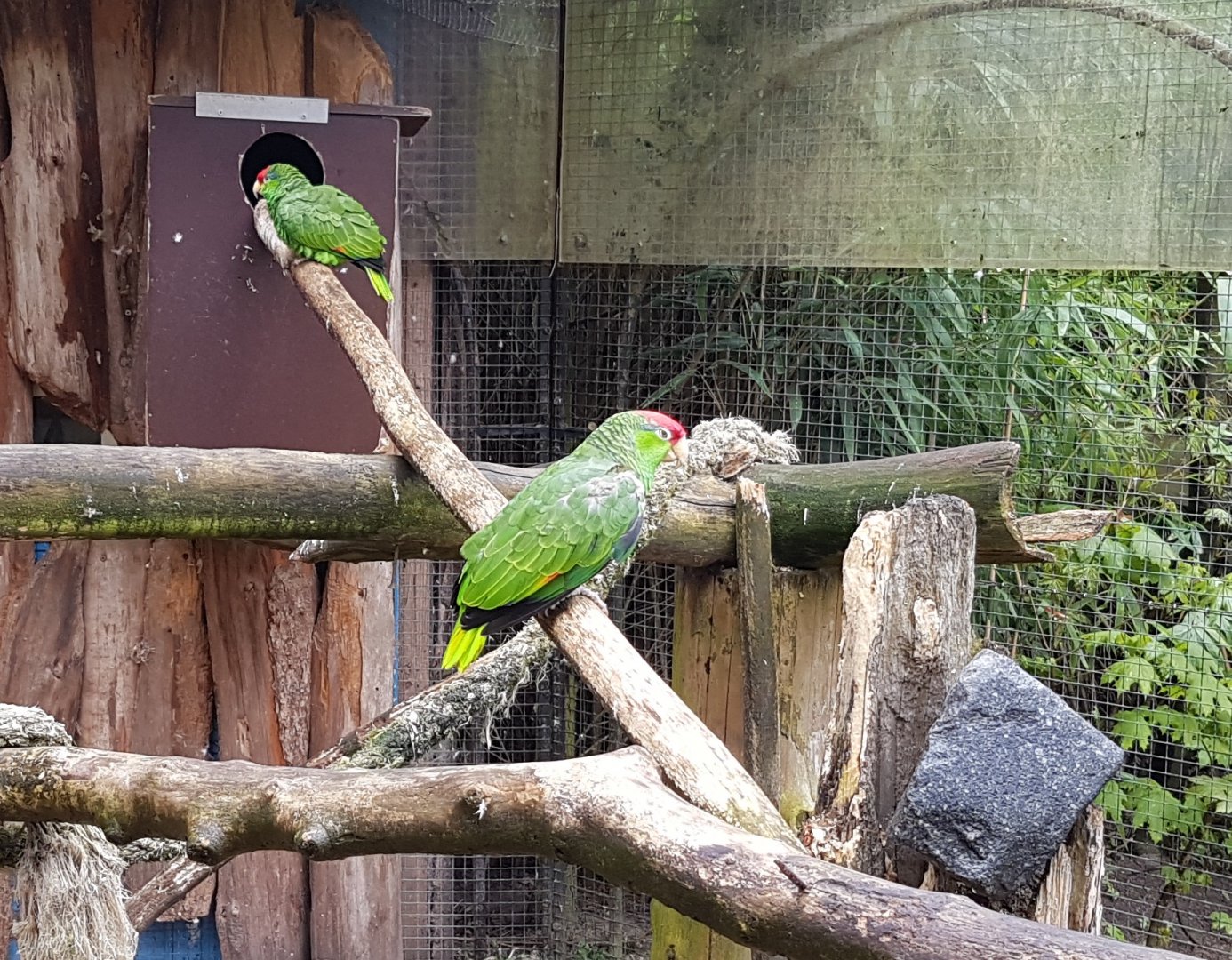 Green-cheeked amazons