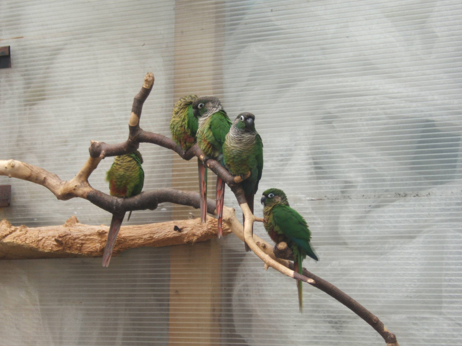 Green Cheeked Conure in the old Macaw Aviary