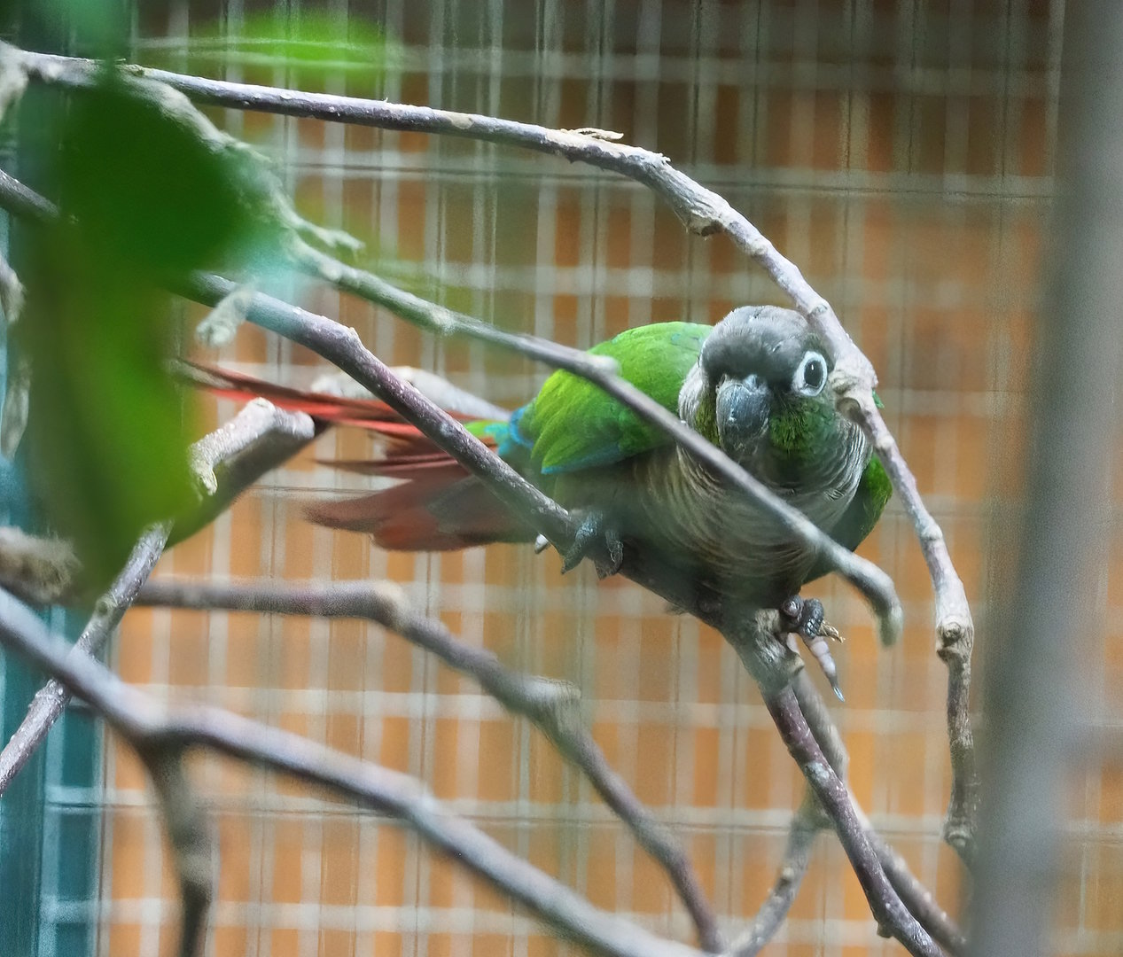 Green-cheeked conure (Pyrrhura molinae), 2022-08-28