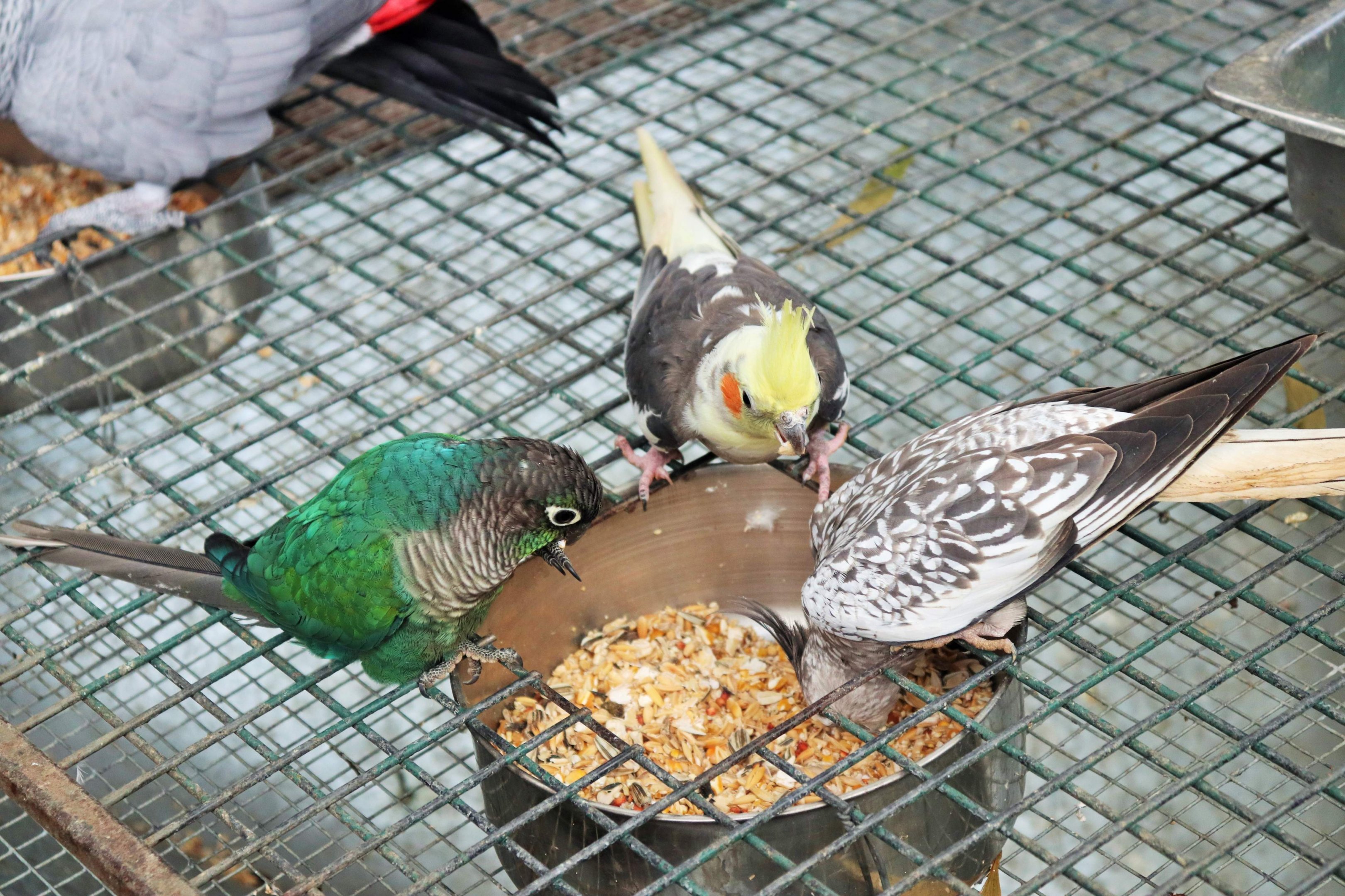 Green-cheeked Conure (Pyrrhura molinae) and Cockatiels (Nymphicus hollandicus)