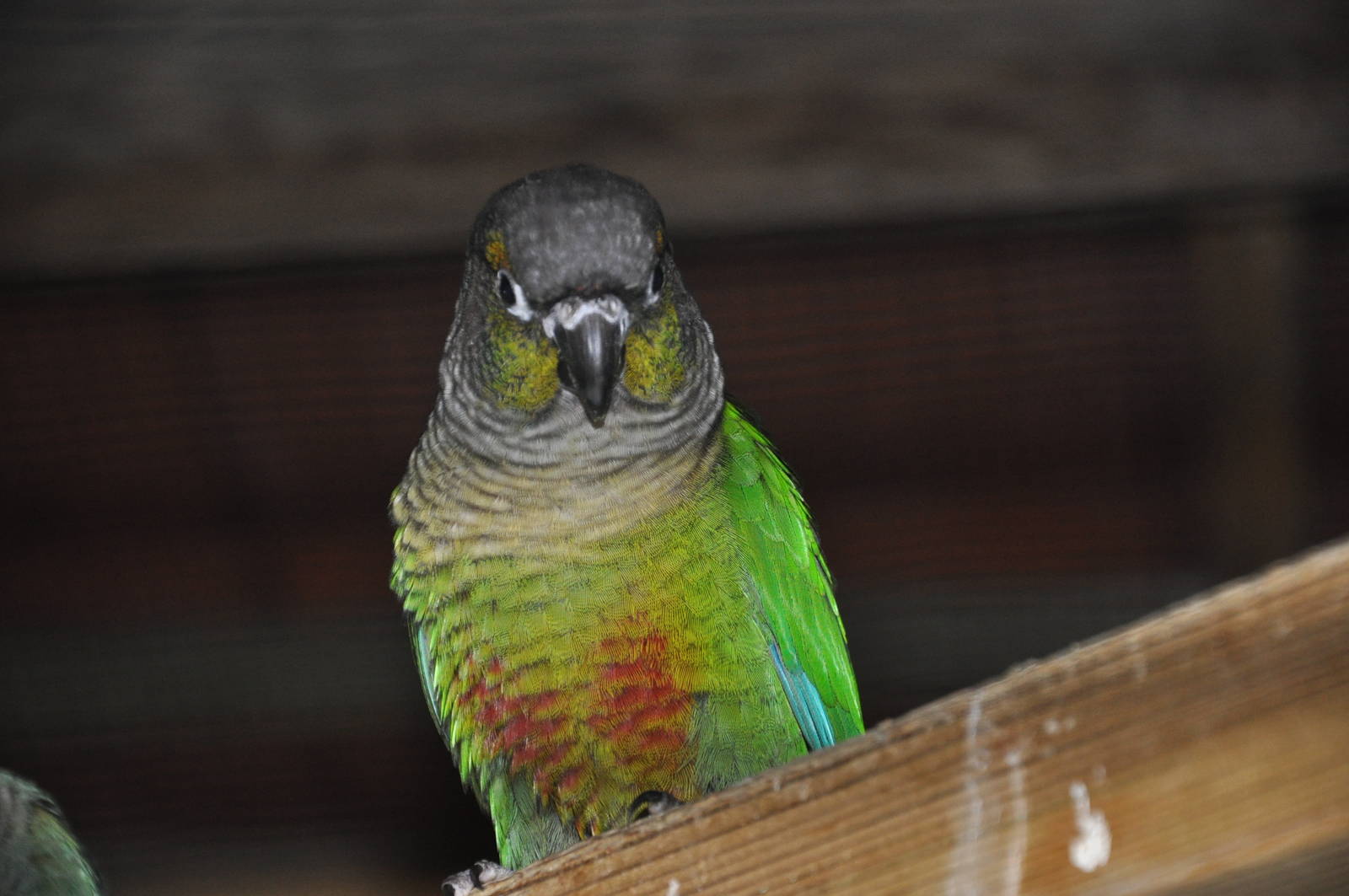 Green-cheeked conure/ Pyrrhura molinae