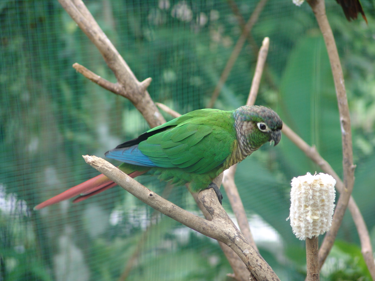 Green-cheeked Conure (Pyrrhura molinae)