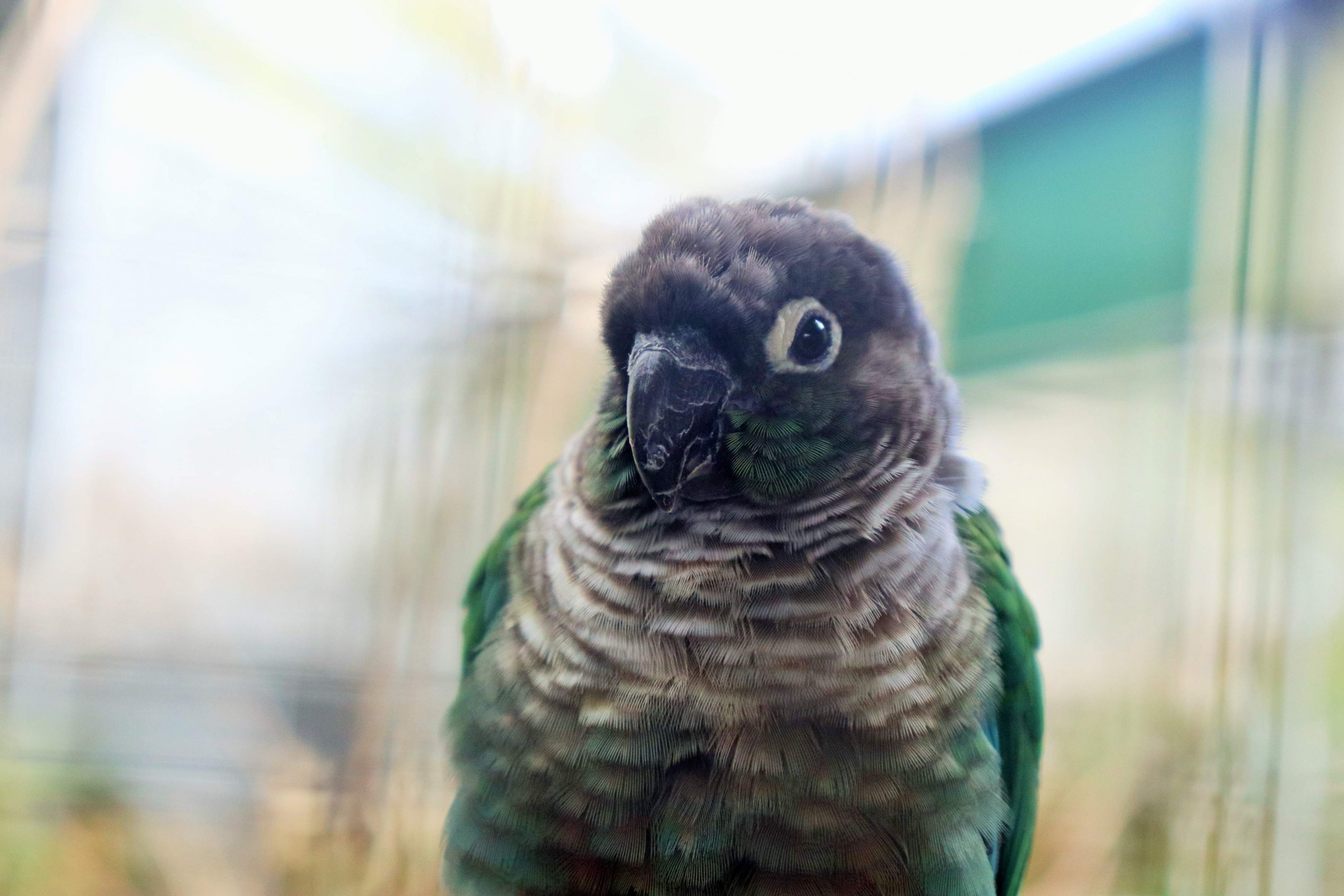 Green-cheeked Conure (Pyrrhura molinae)