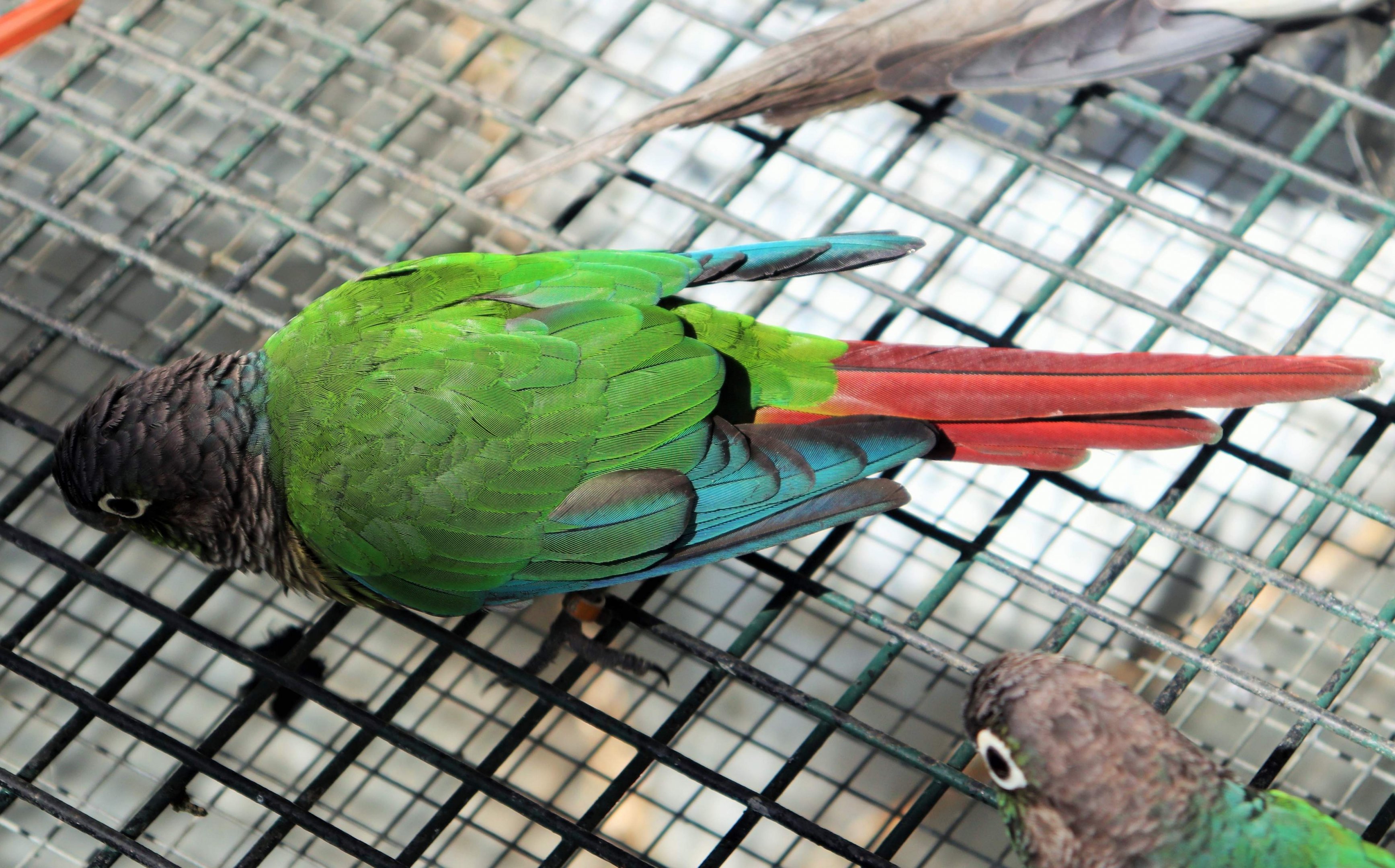 Green-cheeked Conure (Pyrrhura molinae)