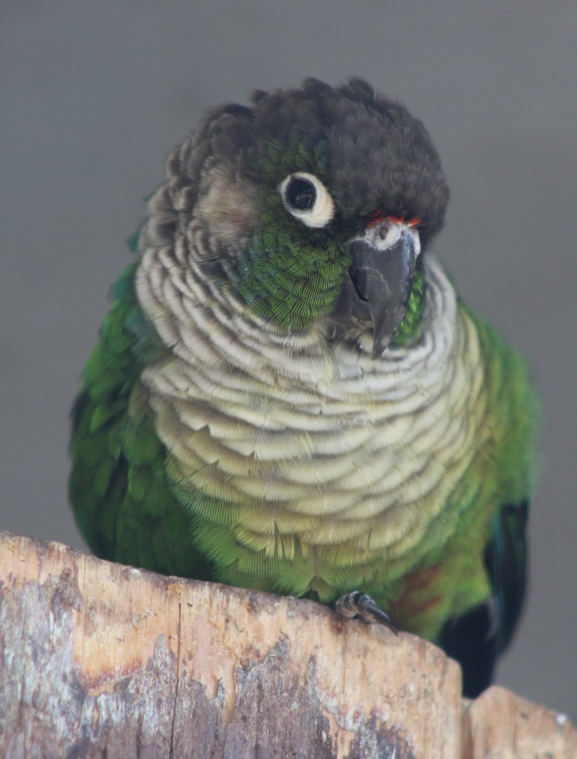 Green-cheeked conure - Pyrrhura molinae