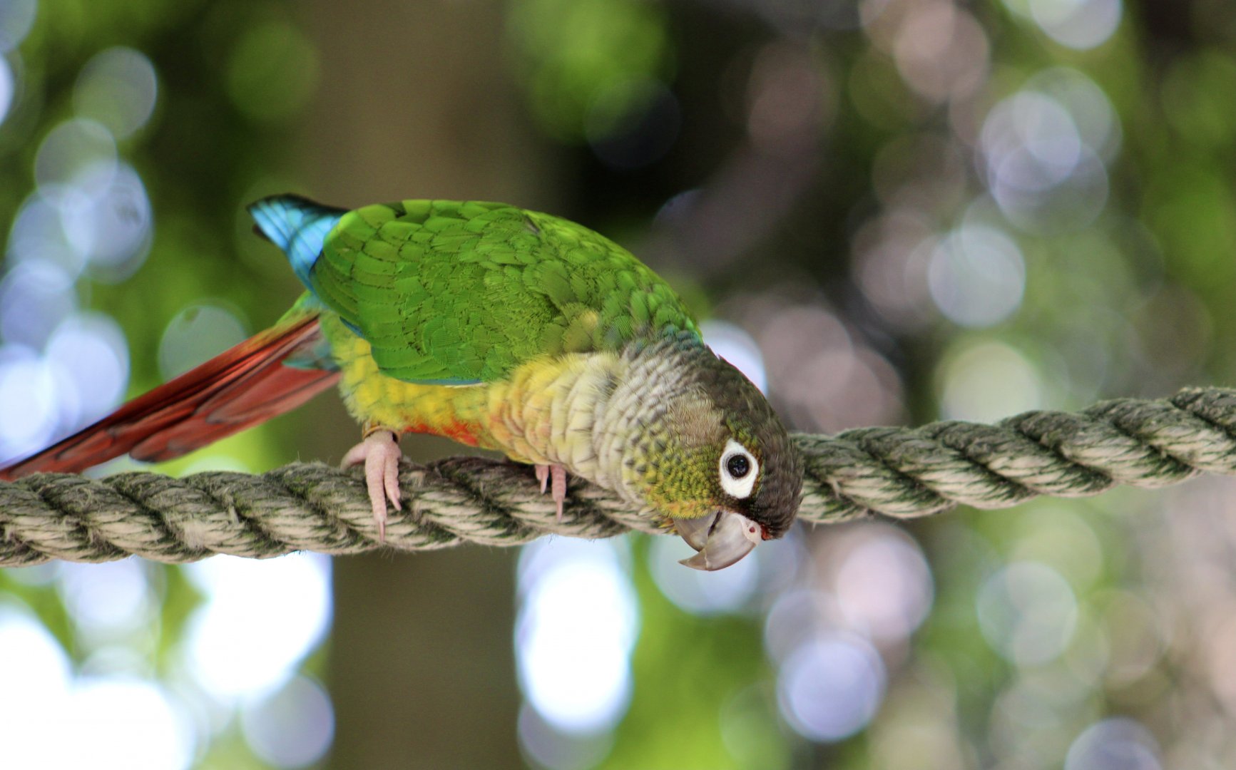 Green-Cheeked Conure (Pyrrhura molinae)