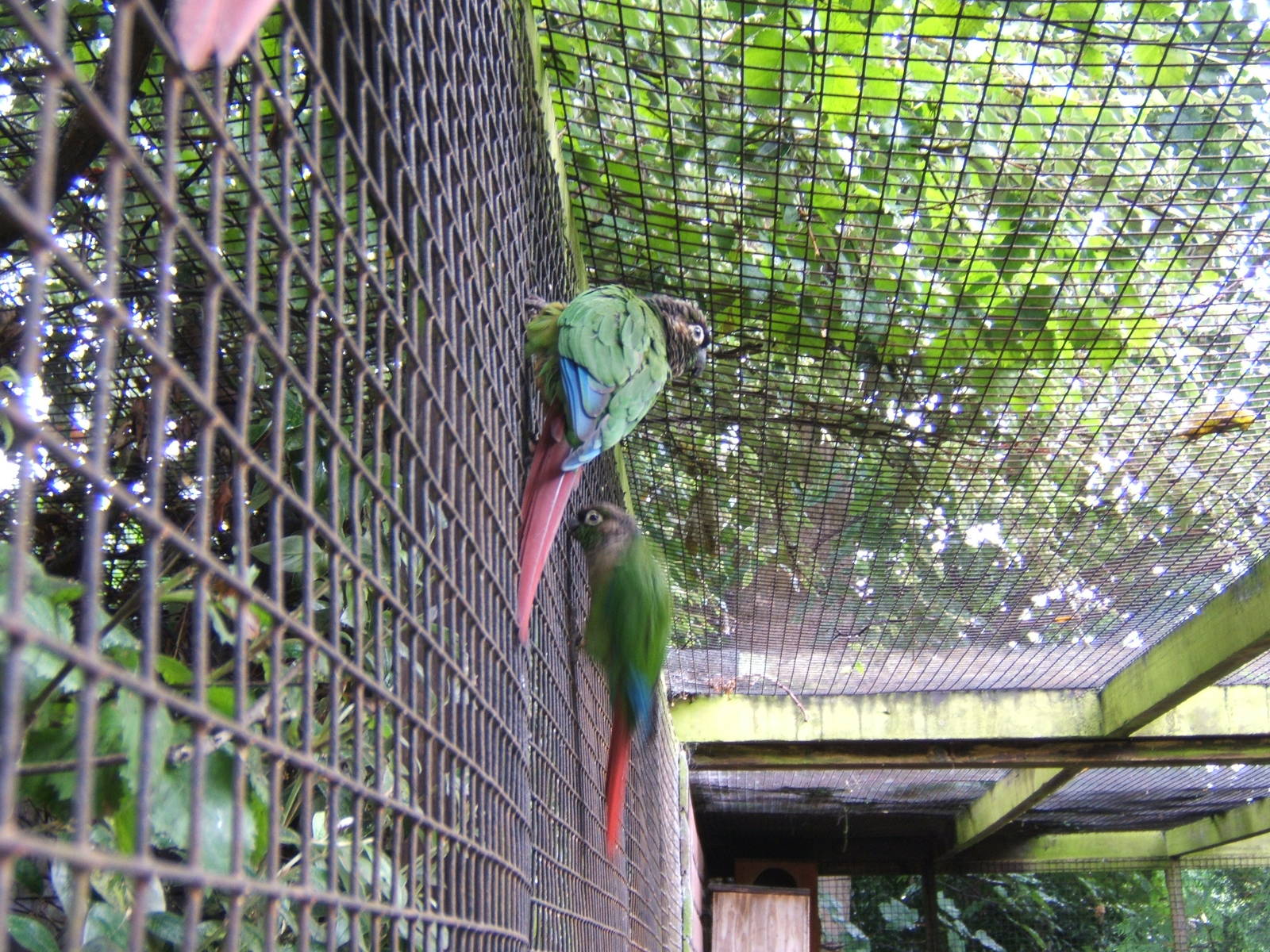 Green Cheeked Conure(Pyrrhura molinae)