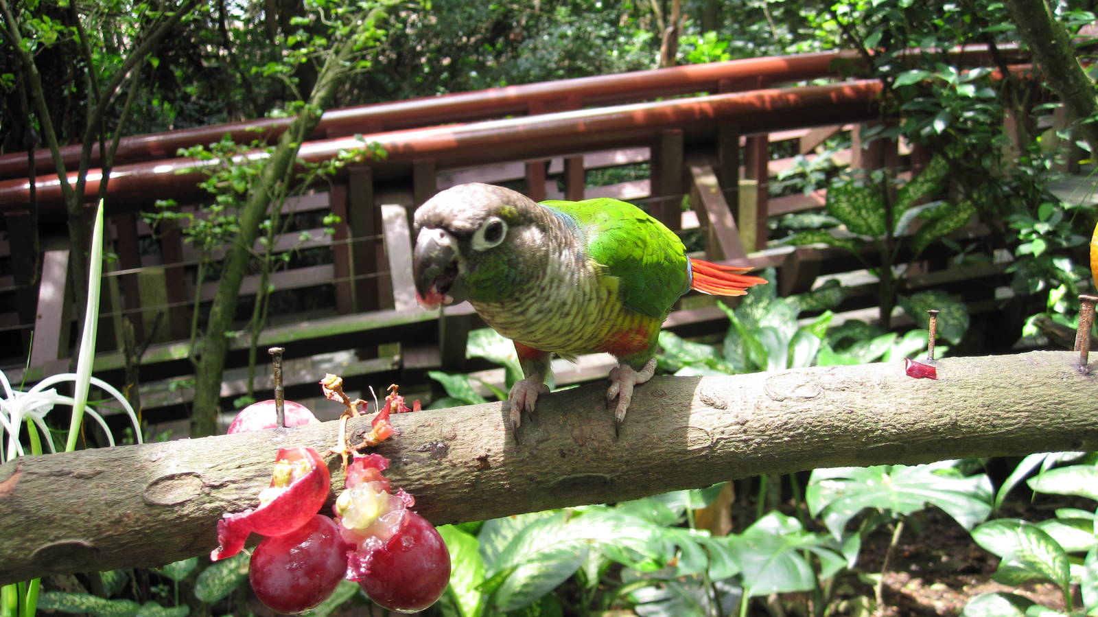 Green-cheeked Conure