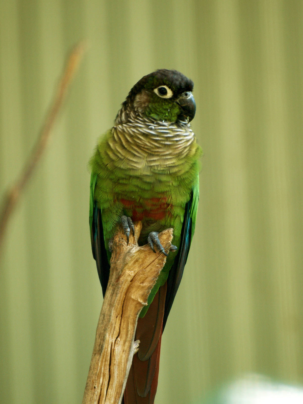 Green-cheeked conure