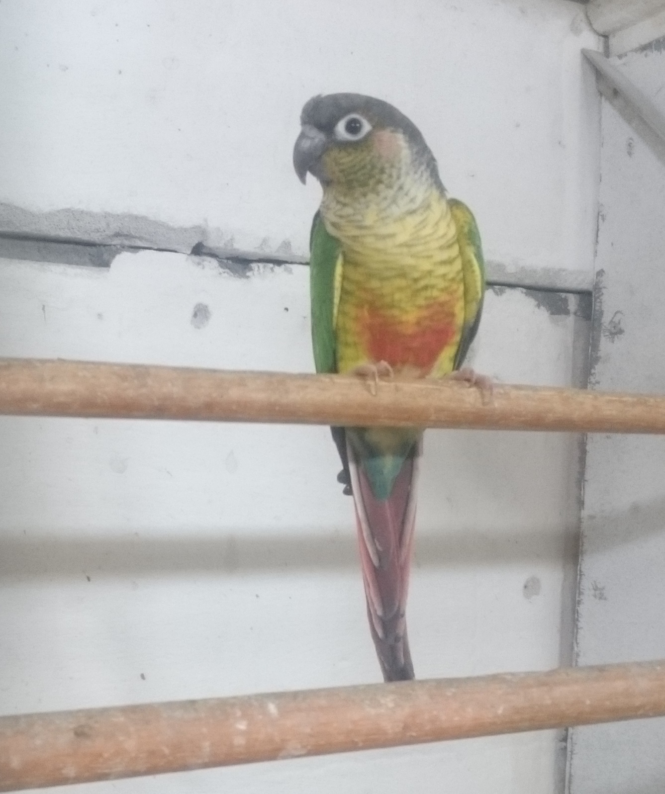 Green-cheeked conure