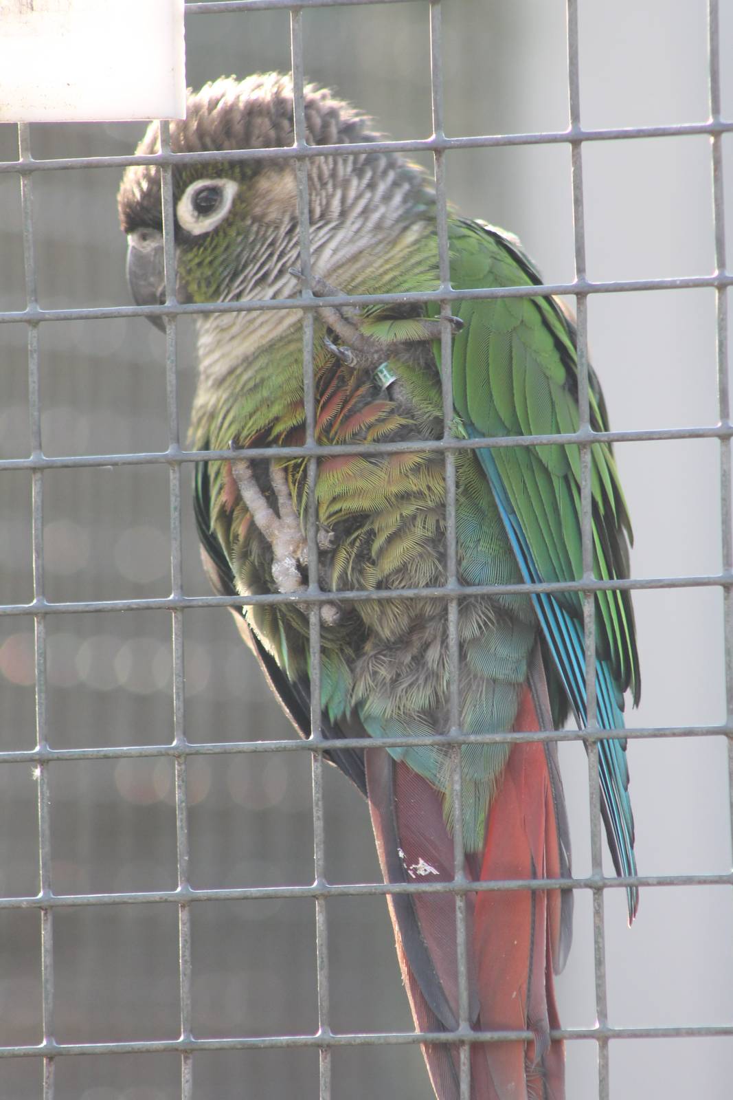 Green-cheeked conure